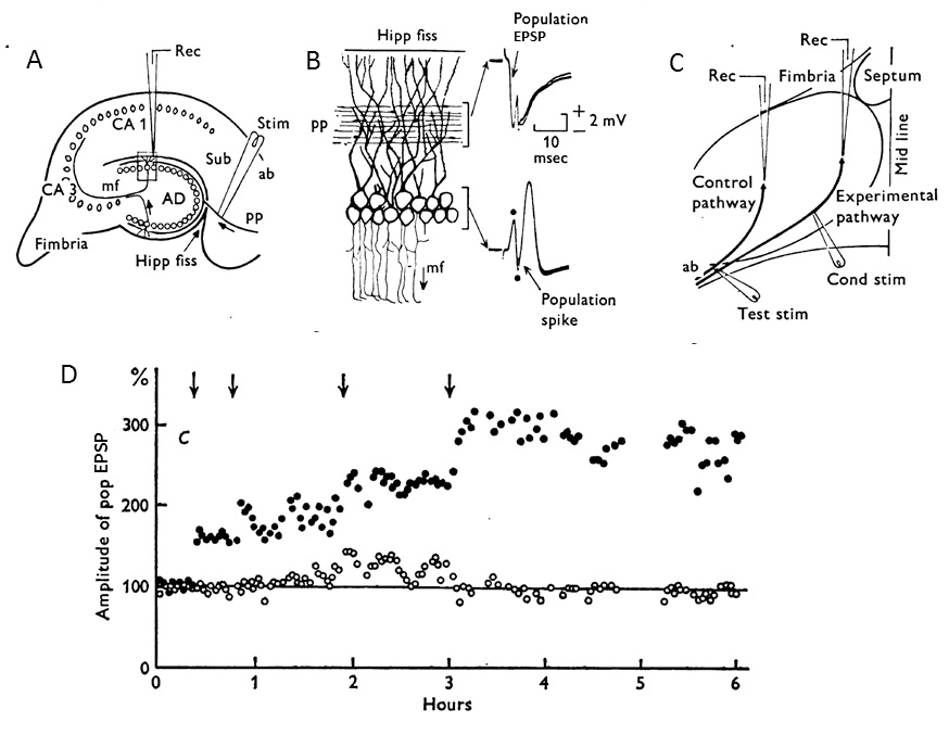 Abb. 1: Langzeitpotenzierung im Gyrus dentatus des anästhesierten Kaninchens. A – C. Anatomie des Hippokampus (A), Summenpotenziale von synaptischen und Körnerzellkörperschichten (B), und Platzierung der stimulierenden und ableitenden Elektroden (C). Die Anordnung der zwei stimulierenden Elektroden in (B) ermöglicht der rostral liegenden Elektrode (Test stim), den Traktus Perforans im geknicktem Bündel zu aktivieren, bevor er ausstrahlt, um die rostro-caudal gelegenen Teile des Gyrus dentatus zu innervieren, wohingegen die zweite konditionierende Elektrode (Cond stim) mehr rostral gesetzt wurde, um nur Fasern zu aktivieren, welche auf Körnerzellen in der Nähe der Mittellinie projizieren (experimenteller Schaltweg). Testreize wurden durch die caudal gelegene stimulierende Elektrode während des gesamten Experiments mit einer konstanten Frequenz gegeben (15 pro Minute). Die Mittelwerte der Antworten wurden errechnet. Ableitelektroden wurden tiefer in der terminalen Zone des mittleren Traktus Perforans der in der Molekularzellschicht des Gyrus dentatus an zwei Stellen platziert, um den Kontrollschaltweg und den experimentellen Schaltweg zu definieren (B). Hochfrequenzabfolgen (15 Hz für 15 Sekunden) wurden in Intervallen auf den experimentellen Schaltweg (angezeigt durch Pfeile in D) vermittelst der konditionierenden Reizelektrode appliziert. D. Langzeitpotenzierung der Summen (Feld)-EPSP im experimentellen Schaltweg (ausgefüllte Kreise), aber nicht im Kontrollschaltweg (offene Kreise) infolge multipler Episoden von Hochfrequenzstimulation (Abbildung ist in veränderter Form übernommen aus Bliss und Lømo, 1973).Abkürzungen im Originalbild: ab-anguläres Bündel, pp-Traktus Perforans, sub-subiculum.