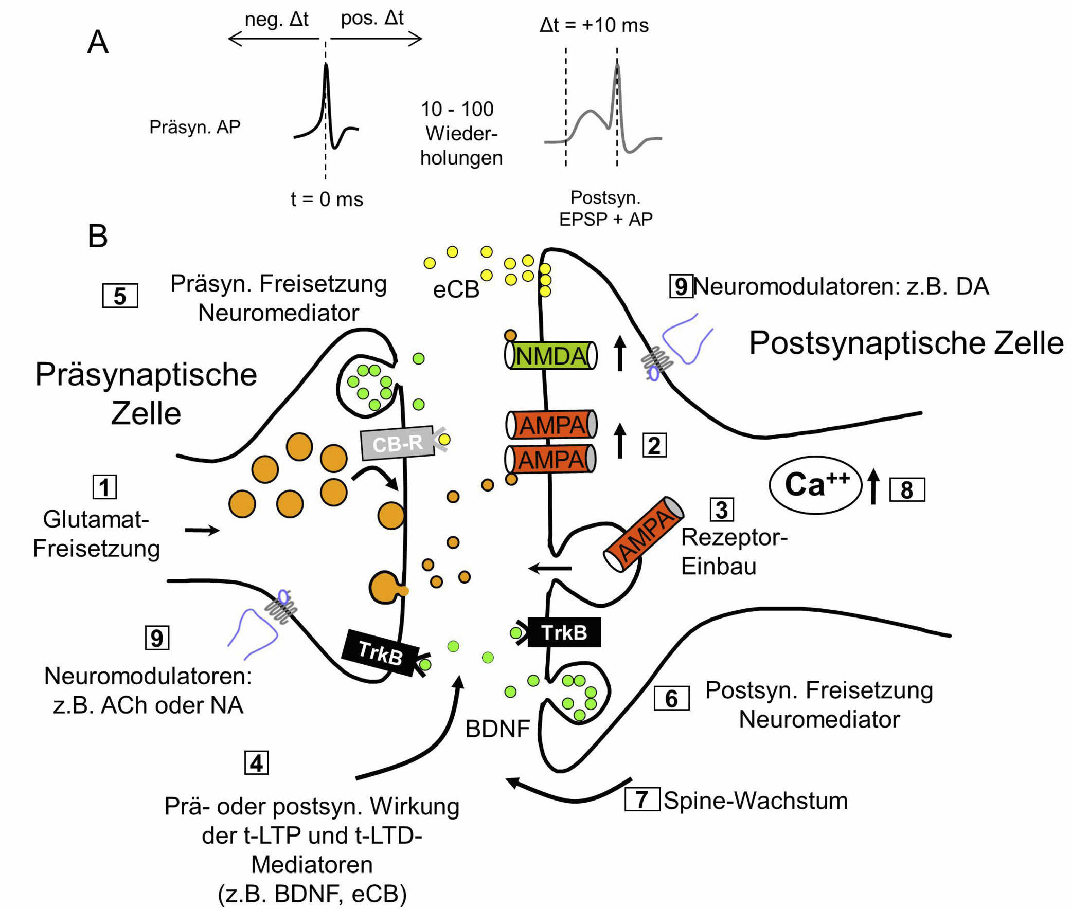 Abb. 2: Prä- und Postsynaptische Effekte in t-LTP und t-LTDA: Typisches STDP-Paradigma für die Induktion von t-LTP. B: Die Zahlen beziehen sich auf die molekularen Mechanismen der prä- oder postsynaptischen Veränderungen während t-LTP oder t-LTD. Präsynaptische Effekte: Erhöhte oder verminderte Freisetzung von Glutamat (①). Postsynaptische Effekte: vermehrte/verminderte AMPA-Rezeptorfunktion (②) oder veränderter AMPA-Rezeptor-Einbau (③). LTP/LTD-Induktion durch aktivitätsabhängige Sekretion von Neuromediatoren (④)(⑤)(⑥). Spine-Wachstum (⑦). Zentrale Rolle des postsynaptischen Ca2+-Anstiegs für die Induktion von t-LTP oder t-LTP (⑧). Die Sekretion von Neuromodulatoren, die relativ weit entfernt von der untersuchten Synapse stattfindet (Volume transmission), kann das Auslösen von t-LTP oder t-LTD begünstigen (⑨). Minimale Änderungen der Wiederholungen synaptischer Stimulationen oder im zeitlichen Versatz zwischen prä- und postsynaptischen APs haben starken Einfluss auf die Lokalisation (prä- oder postsynaptisch) der Expression von t-LTP oder t-LTD, und auf die zugrundeliegenden molekularen Mechanismen.