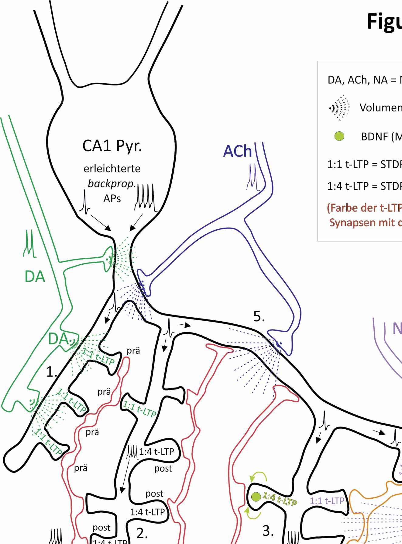 Abb. 3: Ausprägung von unterschiedlichen t-LTP-Typen an individuelle Synapsen entlang des Dendritenbaums eines postsynaptischen CA1-Neurons.CA1-Pyramidenzelle mit (verzweigten) Axonausläufern (Schaffer-Kollateralen, SC) von zwei verschiedenen präsynaptischen, glutamatergen CA3-Neuronen. Hypothese: Die genaue dendritische Lokalisation der Synapse, Aktivität von Neuromodulatoren und das verwendete Stimulationsparadigma bestimmen die Effizienz der t-LTP an dieser synaptischen Kontaktstelle. Synaptische Transmission zwischen jedem präsynaptischen CA3-Neuron und dem CA1-Neuron findet in unserem Beispiel an 7 (SC2) und 16 (SC1) ultrastrukturellen Synapsen statt, die jeweils aus einer präsynaptischen Terminale und einem postsynaptischen Spine bestehen. STDP Paradigmen: 1:1 (1 präsynaptisches: 1 postsynaptisches Aktionspotenzial, AP) oder 1:4 (1 präsynaptisches: 4 postsynaptische APs) gepaart mit entweder hoher (>35) oder niedriger (<15) Anzahl von Wiederholungen. Abhängig vom gewählten STDP-Paradigma wird an diskreten ultrastrukturellen Synapsen entweder prä- oder postsynaptisch exprimierte t-LTP induziert (zur Zuordnung siehe Farbe des Textes in den Spines; leere Spines repräsentieren nicht-potenzierte Synapsen). Unterschiedliche Typen von t-LTP können, durch Volume transmission- vermittelte Wirkung der Neuromodulatoren Dopamin (DA), Noradrenalin (NA) und Acetylcholin (ACh) entweder erleichtert, verstärkt oder gehemmt werden. Durch synaptische BDNF-Freisetzung wird ein spezifischer Typ von t-LTP vermittelt, der durch eine kurze Salve von postsynaptischen Aktionspotenzialen entsteht. Gezeigte Beispiele: (①) Erleichterte 1:1 t-LTP durch DA (präsynaptische Expression). (②) Nicht-modulierte 1:4 t-LTP mit geringer Anzahl von Wiederholungen (postsynaptische Expression). (③) BDNF-vermittelte 1:4 t-LTP mit hoher Wiederholungszahl (postsynaptische Expression). (④) Erleichterte 1:1 t-LTP durch NA. (⑤) Inhibition der 1:1 t-LTP durch ACh. (⑥) Assoziative t-LTP nach Stimulation mit einem 1:4 Paradigma mit wenigen Wiederholungen am synaptischen Eingang SC 2 bei zeitgleichem „Überschwappen“ (Spillover) von ausgeschüttetem BDNF an einer benachbarten Synapse (ausgelöst durch 1:4 Ko-Stimulation des synaptischen Eingangs SC 1 mit hoher Wiederholungszahl). Proximaler Dendrit eines CA1 Neurons: Das Zurückwandern von APs wird durch DA und ACh reguliert. Insgesamt folgt, dass in Abhängigkeit von a) der Wiederholungsrate der synaptischen Stimulation (repräsentiert hohe und niedrige Aktivitätszustände des Gehirns), b) den Eigenschaften des aktivierten glutamatergen Eingangs und c) dem verwendeten STDP-Paradigma, spezifische ultrastrukturelle Synapsen in ihrer Plastizität feinjustiert werden (abgewandelt nach Edelmann et al., Frontiers in Synaptic Neuroscience, 2017).