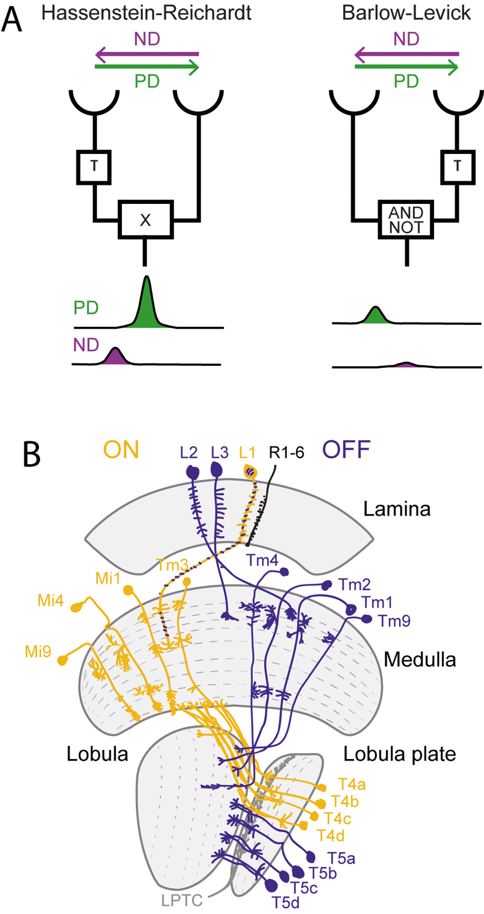 Fig. 1: A. Two models of motion detection. On the left, the Hassenstein Reichardt Correlator (HRC) correlated inputs from two adjacent points in space after one signal has been temporally delayed (τ). The outcome is a direction selective signal, in which signals moving in the preferred direction (PD) are nonlinearly amplified. On the right, the Barlow Levick Model (BLM) compares two signals in space through a logical AND NOT operation, after delaying one signal. The outcome is a direction selective signal, in which signals moving in the null direction (ND) are suppressed. B. Schematic of the fly visual system and core motion detecting circuits. Shown are neurons of the ON (yellow) and OFF (blue) pathways for which either behavioral roles have been shown, or a functional requirement for direction-selective responses in T4/T5 neurons. For details, see text. 
