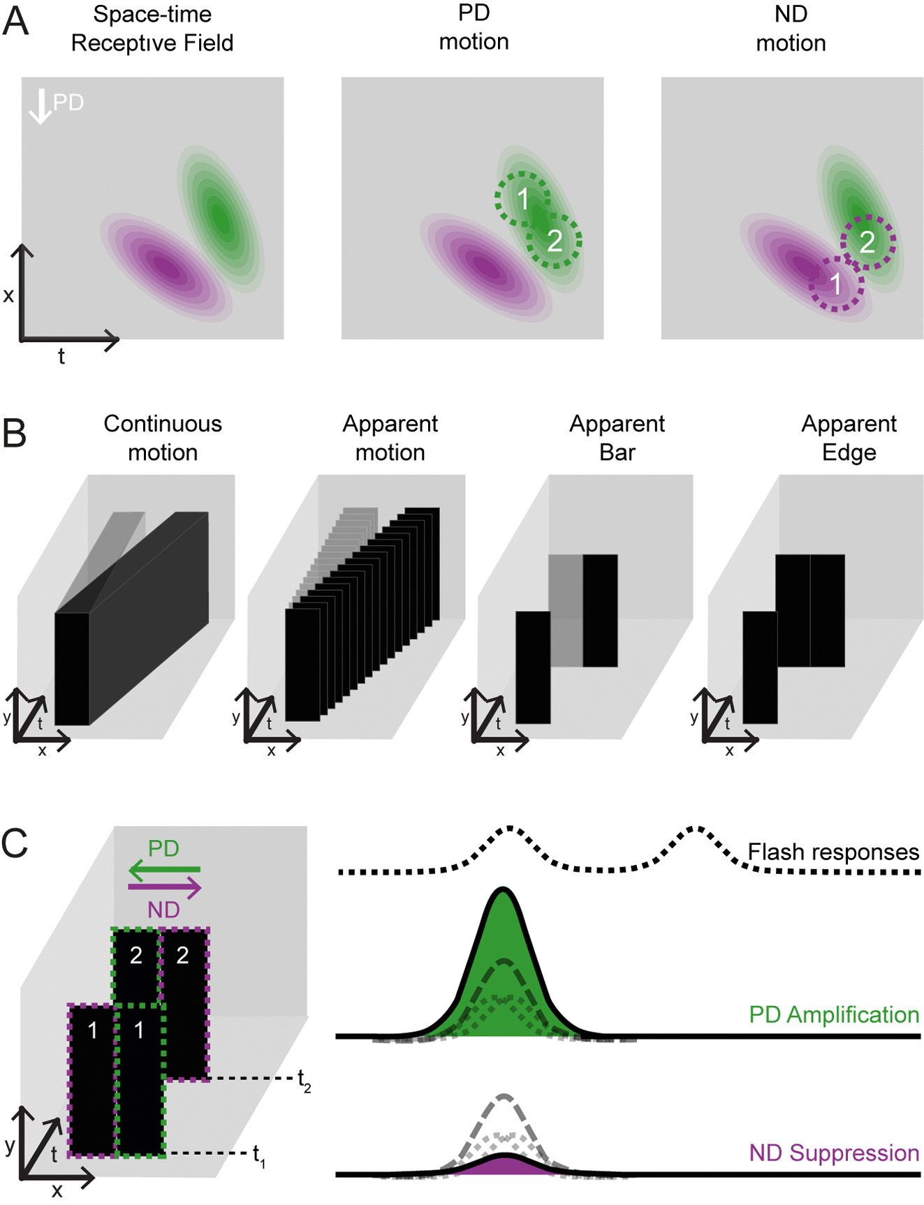 Fig. 2: A. Schematic drawing of a spatiotemporal receptive field of a direction-selective T4 or T5 neuron (after Leong et al. 2016). The receptive field contains excitatory (green) and inhibitory (purple) subfields, which are each tilted along the space-time axis. The preferred direction (PD) of this neuron is indicated. The middle panel shows the same receptive field, illustrating how motion in the preferred direction would sequentially activate the excitatory subfield. The right panels shows how motion in the null direction (ND) would sequentially hit the inhibitory and excitatory subfield, leading to suppression of signals moving in this direction. B. X-y-t plots illustrating how continuous motion can be decomposed into apparent motion stimuli. While the black boxes present motion to the right, the grey boxes illustrate a static object. The two rightmost panels illustrate apparent moving bar or edge stimuli that sequentially activate two neighboring points in space. C. An apparent moving bar stimulus can be moved in the PD (green) or ND (purple) of a cell. If the two time points are well separated in time, two individual flash responses are recorded (top trace). For short delays, these individual flash responses (dotted lines) can be shifted in time and summed to build a linear prediction (dashed line). If the response to a motion cue moving into the PD is nonlinearly amplified as shown in the middle panel (green, middle trace), this argues for a HRC type model. If the response to a motion cue moving into the ND in suppressed compared to the linear prediction (purple, bottom trace), this argues for the implementation of a BLM.