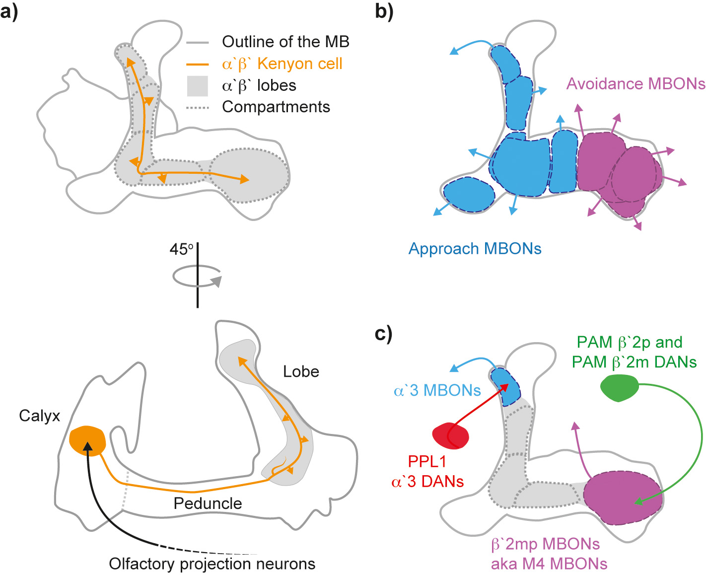 Fig. 1: The major components of the mushroom body. a) Kenyon cells (KCs) shape the MBs (grey solid line). There are three major classes of KCs, the αβ, the α′β′ (in purple one example Kenyon cell) and the γ KCs which all receive input from projection neurons at their input region, the mushroom body calyx (black). The KC neurites project along the peduncle into the lobes (grey). Within the lobes KCs make en passant excitatory synapses (arrow heads) with downstream neurons, the mushroom body output neurons (MBONs). b) Distinct types of MBONs promote avoidance and approach behavior (purple and blue respectively). c) The dendritic innervation pattern of each class of MBONs (two examples, blue and purple) is matched by the innervation of a corresponding group of dopaminergic neurons (DANs, red and green). Together they define distinct compartments (dashed lines). The role of some MBONs has been investigated. For instance, the α′3 MBON has recently be shown to be involved in encoding novelty and familiarity (Hattori et al., 2017). However, the role of several remaining MBONs remains to be elucidated. 