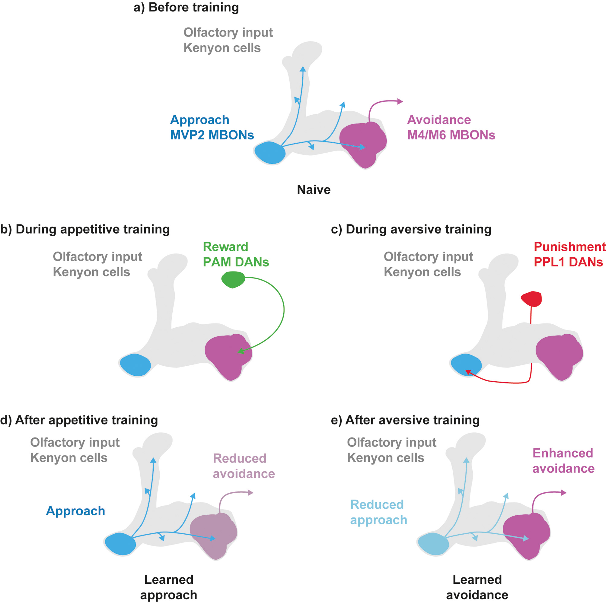 Fig. 2: Olfactory memories are stored as a skew in the mushroom body output network. Olfactory input drives activity in a specific set of KCs (not shown), which in turn activate all classes of downstream MBONs. The approach promoting GABAergic MVP2 MBON (blue, also known as MBON γ1pedc>α/β) provides feed-forward inhibitory input to the avoidance promoting M4/6 MBONs (purple, also known as MBON β′2mp, MBON β2β′2a, MBON γ5β′2a). a) In the current skew model for a fly that is naïve for a presented odor activity of approach and avoidance promoting MBONs is balanced. This balance translates into no contribution of the mushroom body to odor driven behavior (arrows, blue for approach behavior and purple for avoidance behavior). b) During appetitive training an odor is presented coincidently with a reward. Thus, sugar reward activates dopaminergic neurons (DANs), which innervate compartments in which the odor driven KCs connect to avoidance promoting MBONs. c) During aversive training an odor coincides with punishment such as an electric shock, which drives dopaminergic neurons innervating compartments where KCs connect to approach MBONs. d–e) After training, synapses between the KCs activated by the trained odor and the respective MBONs are depressed. This learning induced synaptic plasticity skews the MBON network towards either approach after appetitive learning or towards avoidance after aversive learning when the fly encounters the trained odor again. This skew in the network leads to the expression of learned behavior. 