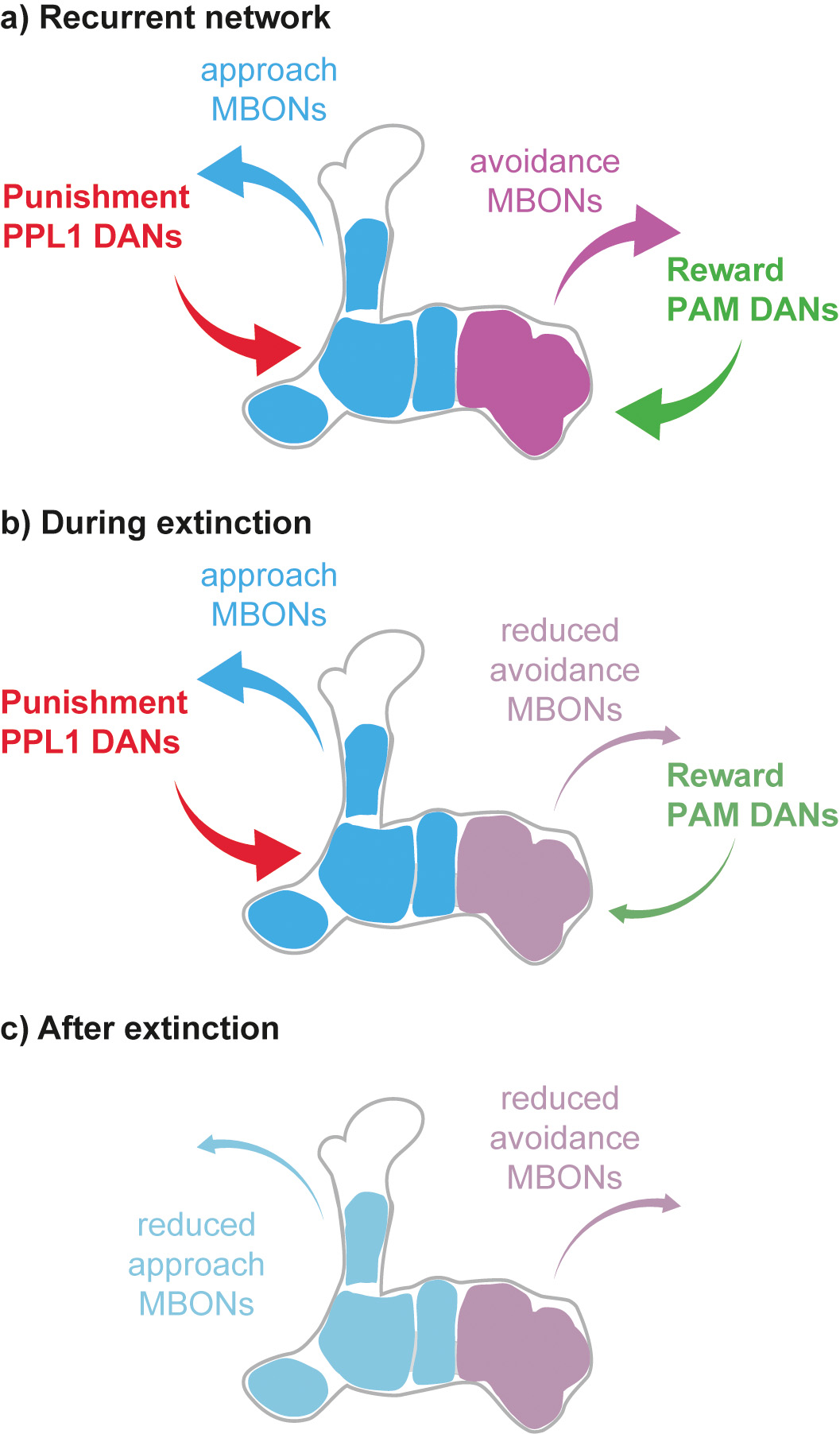 Fig. 3: Extinction of reward memory is driven by the punishment system. a) MBONs form recurrent feedback loops with dopaminergic neurons (DANs), which provide the teaching signal during associative learning: approach MBONs drive punishment-coding neurons and avoidance neurons are connected to reward-related dopaminergic neurons. b) After learning the response of the MBON network to the reward-associated odor is skewed towards approach MBONs. This skew translates into a relatively stronger drive of the punishment dopaminergic neurons during extinction learning. c) Rather than going back to the naïve state, a parallel, aversive memory for the trained odor is formed which annuls the skew in the MBON network (Felsenberg et al., 2017). 