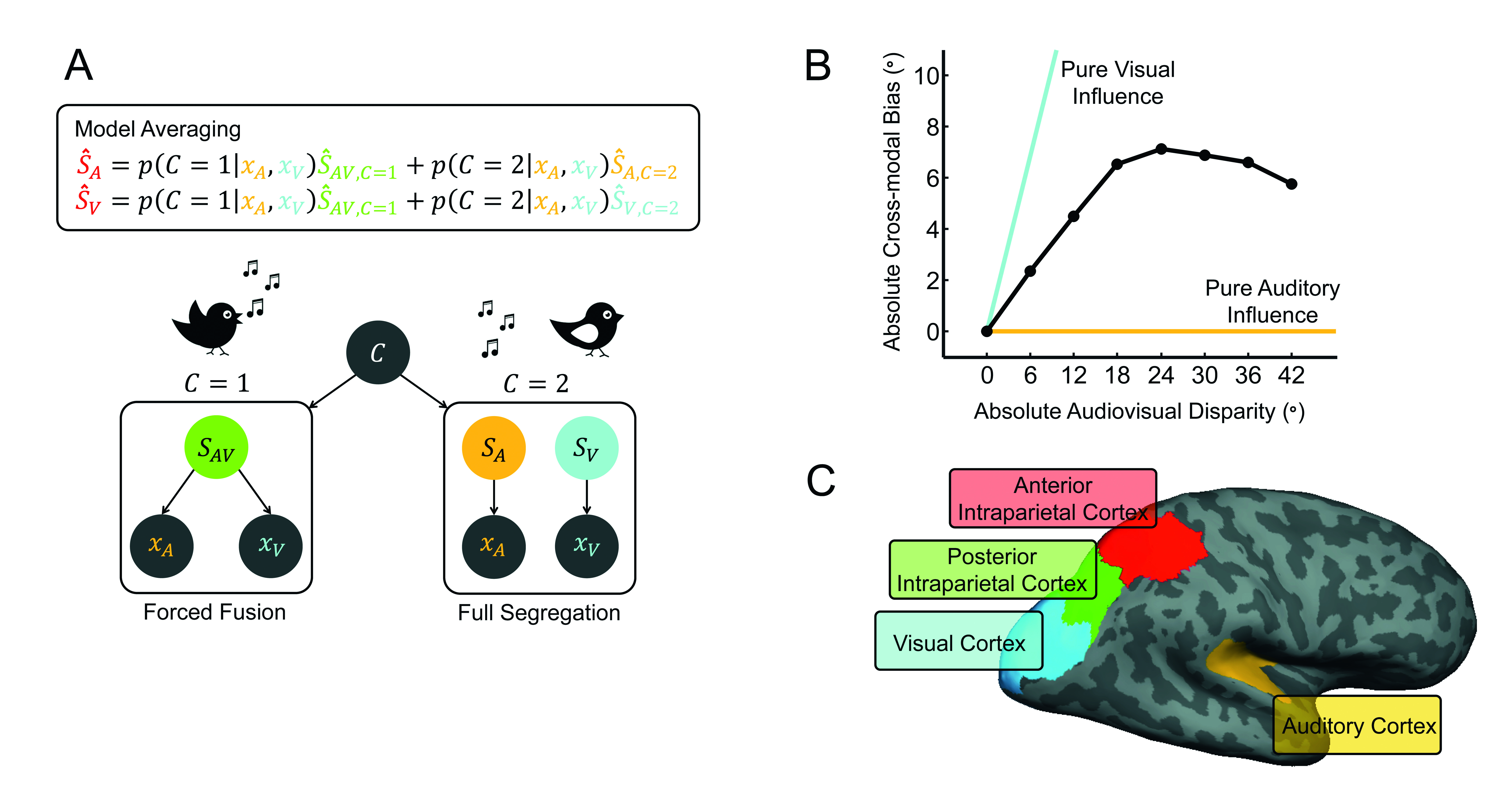 Figure 1: A. Bayesian Causal Inference model: The generative model of Bayesian Causal Inference for spatial localization determines whether the ‘sight of the bird’ and the ‘singing’ are generated by common (C=1) or independent (C=2) sources (Körding et al., 2007). For common source, the ‘true’ audio-visual location (SAV) is drawn from one prior spatial distribution. For independent sources, the ‘true’ auditory (SA) and ‘true’ visual (SV) locations are drawn independently from this prior spatial distribution. We then introduce independent sensory noise to generate auditory (XA) and visual (XV) inputs.B. Visual bias on perceived sound location as a function of audio-visual spatial disparity. As predicted by Bayesian Causal Inference the audio-visual spatial bias depends non-linearly on spatial location. For small spatial disparities, the observer integrates auditory and visual spatial estimates weighted approximately in proportion to their relative reliabilities. For large spatial disparities audio-visual interactions and biases are reduced (Rohe & Noppeney, 2015b).C. Bayesian Causal Inference within the cortical hierarchy: Primary sensory areas represent predominantly the location of their preferred sensory signals (for example sound location in auditory regions). Posterior intraparietal cortex integrates sensory signals weighted by their reliabilities approximately according to forced fusion principles. Anterior intraparietal sulcus computes the final Bayesian Causal Inference estimate that takes into account the observer’s uncertainty about the causal structures that could have generated the sensory signals (Rohe & Noppeney, 2015a).