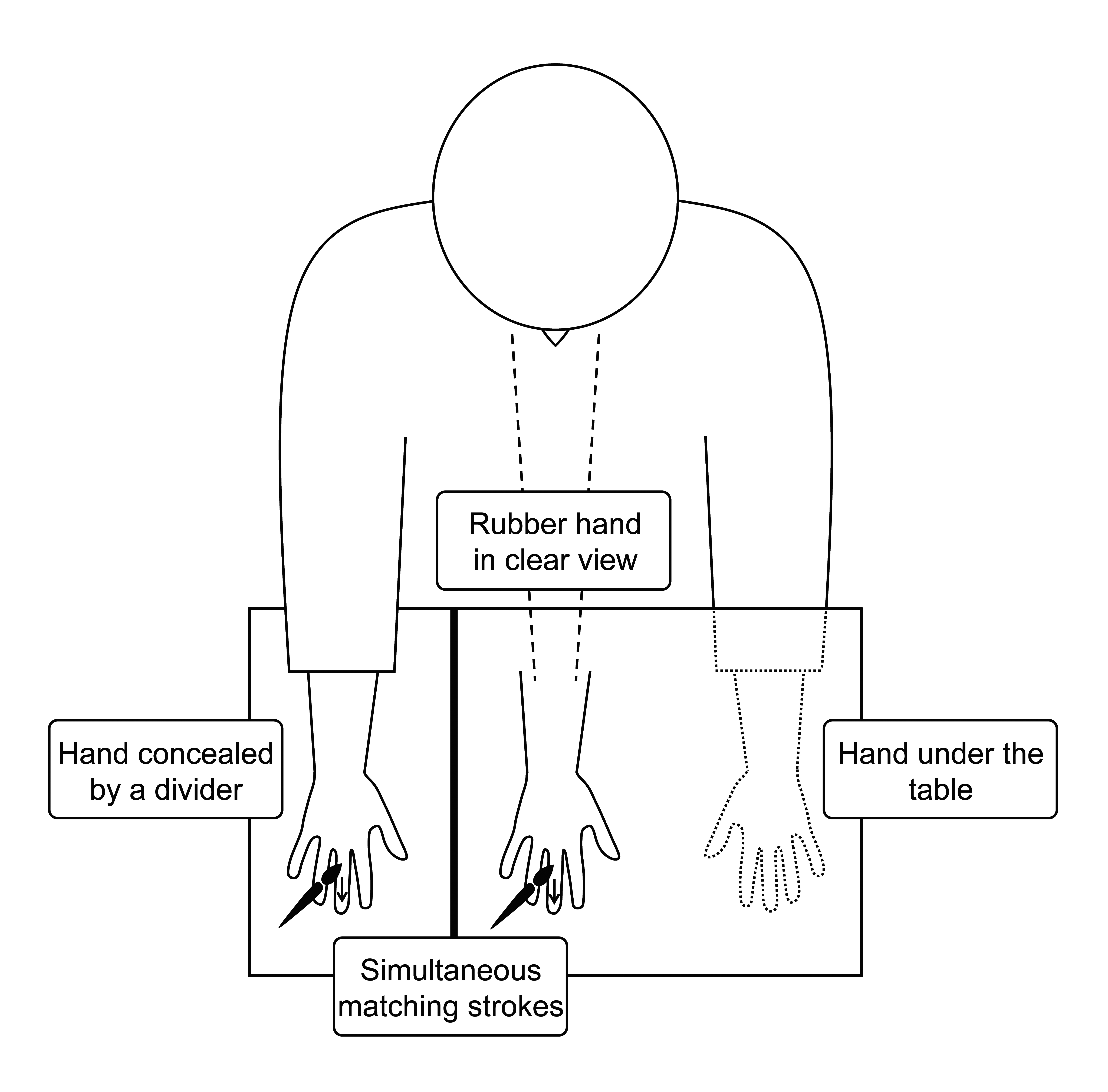 Figure 3: The rubber hand illusion. The participant is seated at a table, with their right hand obscured by a divider, and looks at a rubber hand. The experimenter strokes the participant’s hand and the rubber hand simultaneously with paintbrushes, using varied but matching strokes that suggest these haptic and visual signals have the same source and should be integrated. The resulting illusory percept usually manifests as a sense that the rubber hand is a part of one’s own body.