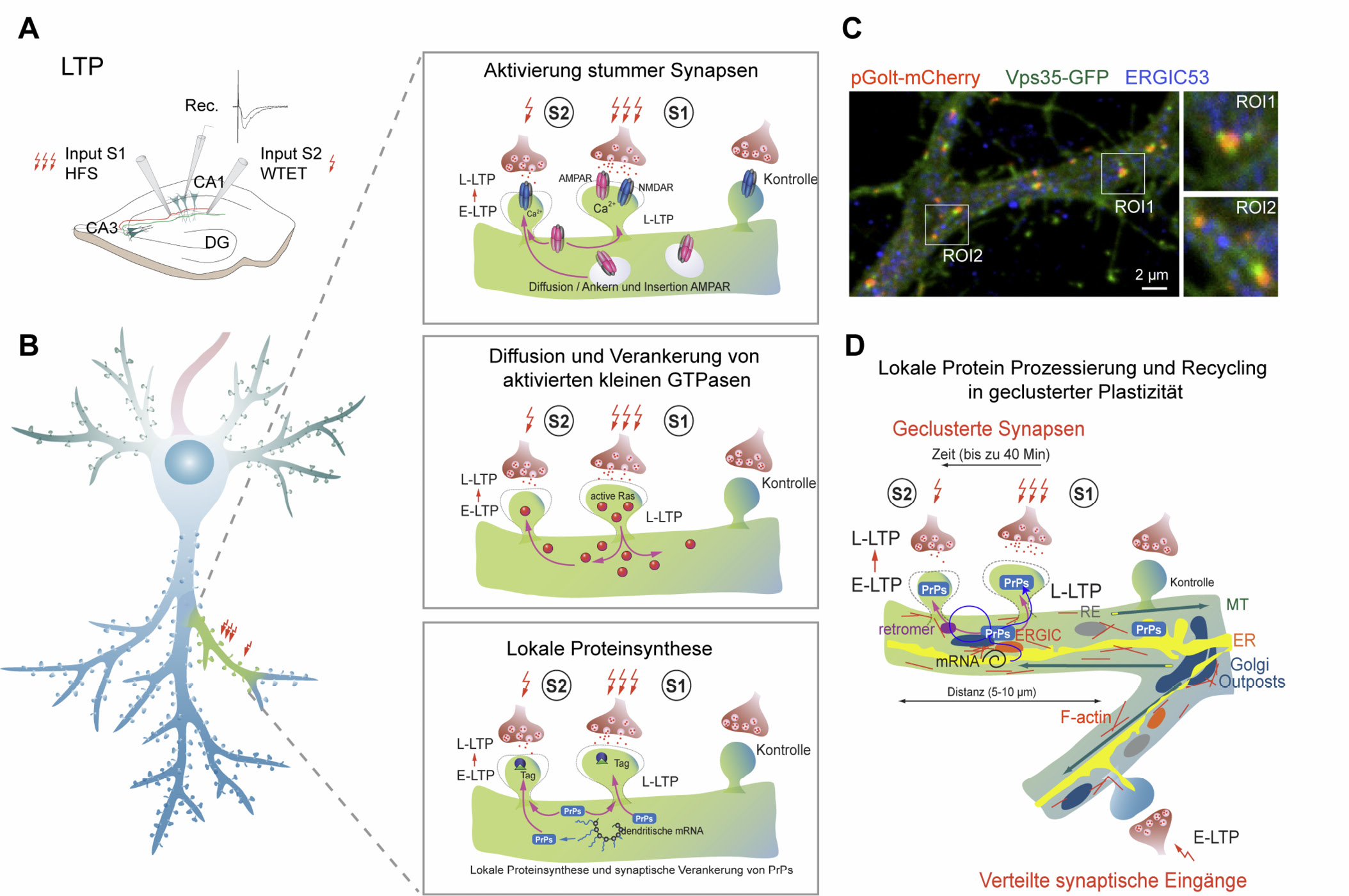 Abb. 1: Molekulare Mechanismen der geclusterten Plastizität.(A) Induktion von LTP und synaptischem Etikettieren in Hippokampuss-Schnitten in vitro. HFS – Hochfrequenzstimulation, WTET – schwache tetanische Stimulation mithilfe von Stimulationselektroden (Input S1 und S2), Rec. – Ableitelektrode.(B) Mögliche Mechanismen, welche während des Aufbaus der geclusterten Plastizität mit jeweils verschiedener Zeitskala aktiv sind. Die Schwelle für die Induktion von LTP ist niedriger in Dornfortsätzen, welche in Nachbarschaft zu einem Dornfortsatz gelegen sind, bei dem LTP erfolgreich induziert wurde. Somit werden Reize, welche normalerweise nur eine frühe Form der LTP (E-LTP) auslösen, eine Transformation in eine späte Form verursachen (L-LTP). Mögliche molekulare Mechanismen werden dargestellt (siehe auch den Haupttext).(C) Konfokales Bild eines Hippokampus-Neurons, welches mit einem Marker für Golgi Satelliten (pGolt-mCherry) und einem Retromer Marker (Vps35-GFP) transfiziert wurde, wobei das endogene ERGIC (ERGIC53) angefärbt wurde. Es zeigt die nahe beieinander liegende räumliche Verteilung der post-ER sekretorischen Organellen. Rechtes Bild: Hochauflösende Vergrößerung der Regionen von Interesse (ROI) 1 und 2. Abgedruckt mit Erlaubnis aus (Mikhaylova et al., 2016).(D) Dendritische sekretorische Organellen können einen Beitrag liefern zur dendritischen Kompartimentierung von geclusterten Synapsen. ER –Endoplasmatisches Retikulum, MT – Mikrotubuli, RE – recycling endosome, PrPs – plasticity-related proteins, ERGIC – ER to Golgi intermediate compartment.