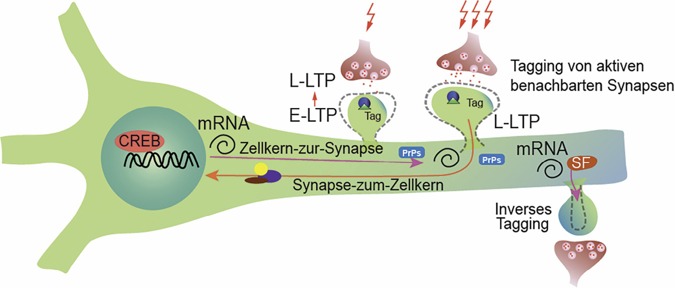 Abb. 2: Synaptisches Etikettieren („tagging“) und Einfangen und inverses Etikettieren („inverse tagging“) bei geclusterter Plastizität. Das „Sushi Transportband Modell“ ermöglicht PrPs einzufangen, um LTP an potenzierten Synapsen aufrechtzuerhalten, wohingegen Inkorporation der synaptischen Skalierungsfaktoren an inaktiven Synapsen dazu beiträgt, die Unterschiede der synaptischen Wichtungen aufrechtzuerhalten. SF – Skalierungsfaktoren. CREB – cAMP response element-binding protein.