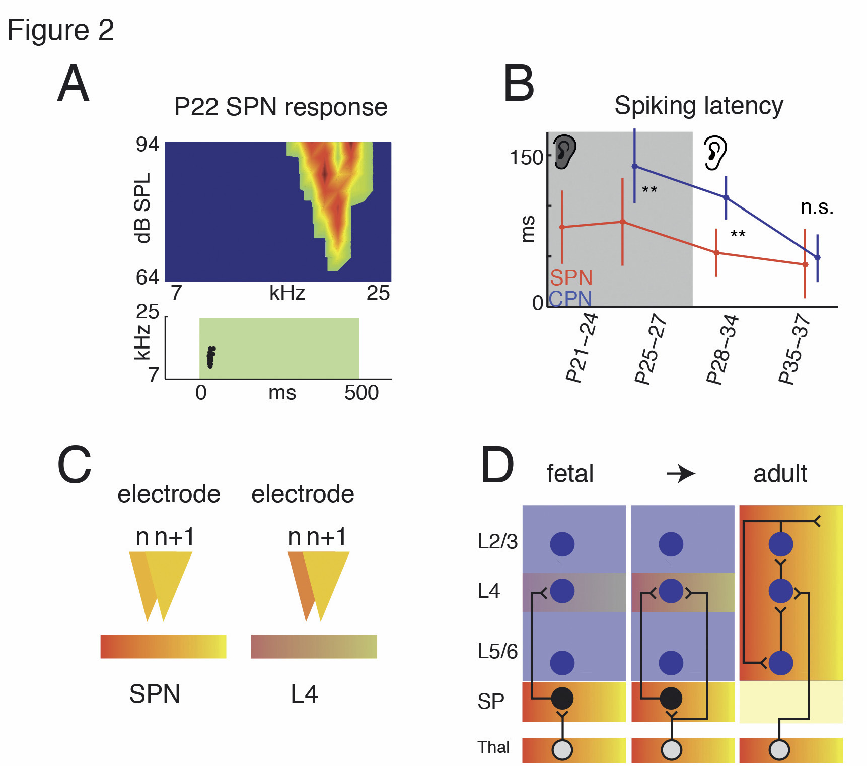 Figure 2: Early auditory responses in subplateA: Example of a sound-responsive SPN. Shown are spiking rates (color) in response to tones of particular loudness. Note that this neuron is selectively responding to mid-frequency tones. Adapted from Wess et al. 2017. B: Latency of sound-evoked activity is shorter in SPN than in mid cortical plate neurons (CPN). Adapted from Wess et al. 2017. C: Cartoon illustrating the difference in frequency selectivity of LFP activity on neighboring electrodes. Colors represent different sound frequencies (Red: low tone frequency Yellow:high tone frequency). A higher local tuning similarity is present in subplate than L4. D: Hypothesized sequential development of tonotopy in cortical columns. Subplate is topographically organized at early ages. SP inputs to L4 establish frequency selectivity and promote the establishment of thalamic axon connections of the same frequency band to L4. Thus, L4 neurons will start to show an orderly progression of frequency preferences across columns.