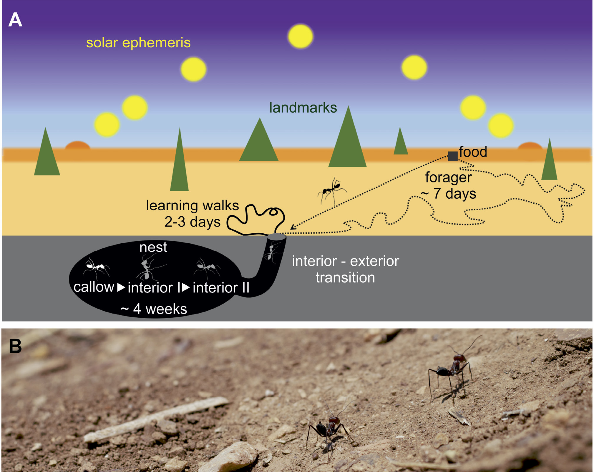 Fig. 1: 
					
						 Individual life history of 
						Cataglyphis
						 desert ants. A. The ants spend about 4 weeks under darkness of the nest performing interior tasks as callow, interior I, and interior II. They then move on to perform learning walks close to the nest entrance for 2–3 days. Finally, the ants start foraging, using path integration and guidance by panoramic cues for about 7 days, until they die. The daily course of the sun (solar ephemeris) is depicted as snapshots of different horizontal (azimuthal) positions across the sky, together with visual panorama cues (in green) used for navigation. Further details are in the text. Modified from Rössler (2019). B. Two Cataglyphis nodus ants set out to forage in their natural habitat in Greece.
				