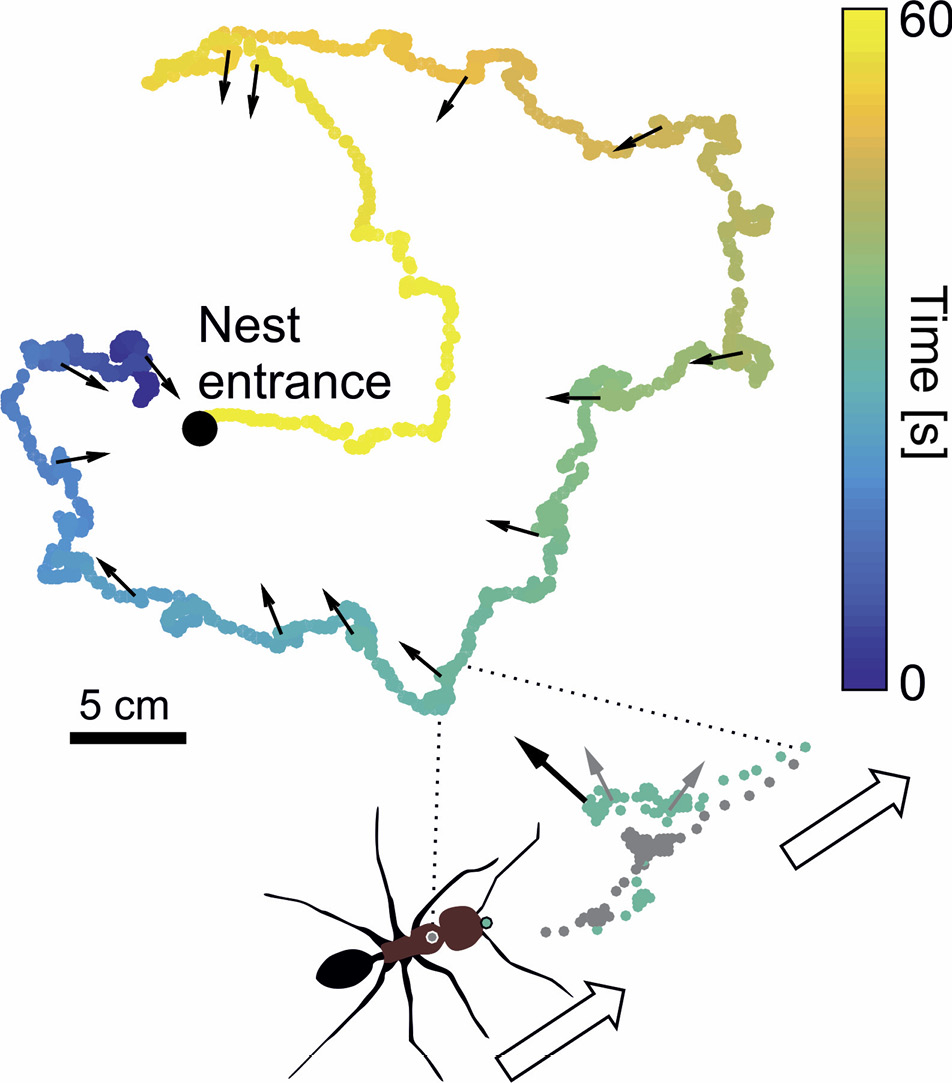 Fig. 2: 
					
						 The choreography of learning walks. During learning walks, desert ants circle around their nest entrance (black dot) in small loops. They repeatedly stop their forward movement to perform pirouettes during which they look back (black arrows) to the nest entrance. Time is color coded. Inset lower right: Detailed tracking of a pirouette. During pirouettes, the ants perform a tight turn about their own vertical body axes. The ants stop briefly (> 100 ms) several times while oriented in different directions (arrows). The longest of these stopping phases (black arrow) is precisely directed towards the nest entrance. The tracking positions of the mandibles (green) and the thorax (gray) during a pirouette are indicated. Modified from Fleischmann et al. (2017).
				