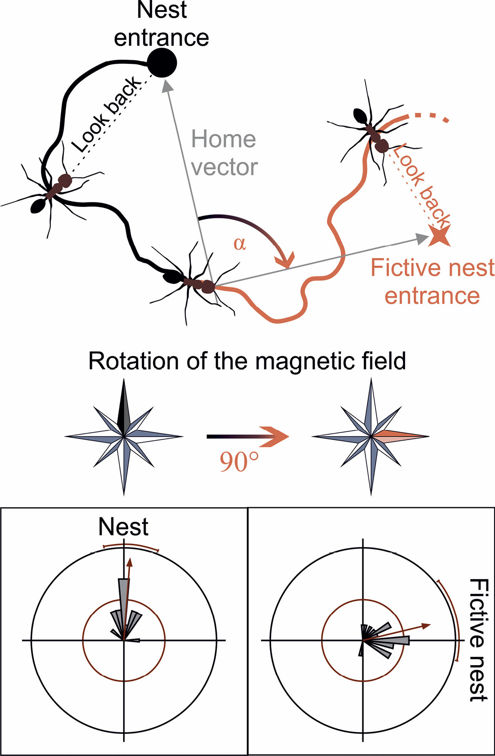 Fig. 3: 
					
						 The earth’s magnetic field is a compass cue. Upper: During naïve learning walks Cataglyphis nodus relies on the geomagnetic field for directional information during path integration. When a naïve ant leaves its nest to perform a learning walk (black line), it looks back to the nest entrance during pirouettes. However, when the horizontal component of the earth’s magnetic field is experimentally rotated using a Helmholtz-coil setup (horizontal rotation angle depicted by the compass), the home vector of the ant is rotated likewise, and the ants look back to a fictive nest entrance during the following pirouette. Lower: After rotation of the horizontal component of the magnetic field, mean gaze directions during the longest stopping phases in pirouettes become directed towards a fictive nest entrance rotated by the same angle (90°). Inner circles of the circular plots indicate Rayleigh’s critical value (α = 0.05) (further details in Fleischmann et al. 2018a). These results demonstrate that the ants integrate directional information from the earth’s magnetic field into their path integration system. Modified from Fleischmann et al. (2018a).
				