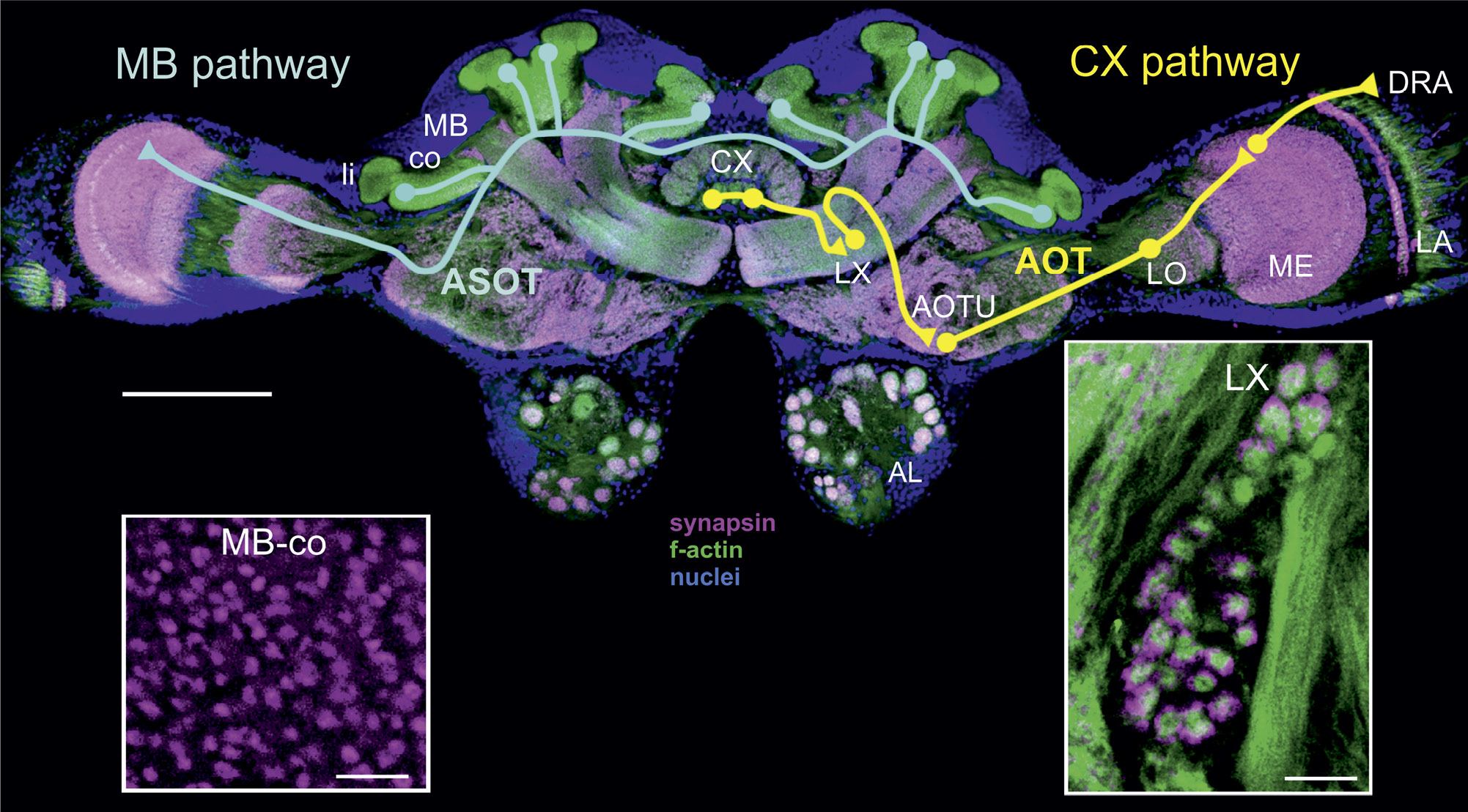 Fig. 4: 
					
						 Two visual pathways for navigation in the 
						Cataglyphis
						 brain. The visual pathway to the central complex (CX or sky-compass pathway) is depicted in the right brain hemisphere of a C. fortis brain, and the visual pathway to the mushroom bodies (MB pathway) is highlighted in the left hemisphere. The brain is labeled with an antibody to the presynaptic protein synapsin (magenta), staining of f-actin in dendritic and axonal profiles by phalloidin (green), and detection of cell nuclei with Hoechst 3458 (blue). Scale bar = 200 µm. Further abbreviations: AL antennal lobe, AOT anterior optic tract, AOTU anterior optic tubercle, ASOT anterior superior optic tract, co collar, CX central complex, DRA dorsal rim area, LA lamina, li lip, LO lobula, LX lateral complex, ME medulla. The two lower images show high magnifications of large synaptic complexes at the input to the MB calyx collar (MB-co) and the lateral complex (LX). Scale bars = 10µm. The brain image is modified from Stieb et al. (2012). The pathways are combined from results by Schmitt et al. (2016) and Grob et al. (2017). High magnification whole-mount images of synaptic complexes provided by Kornelia Grübel.
				