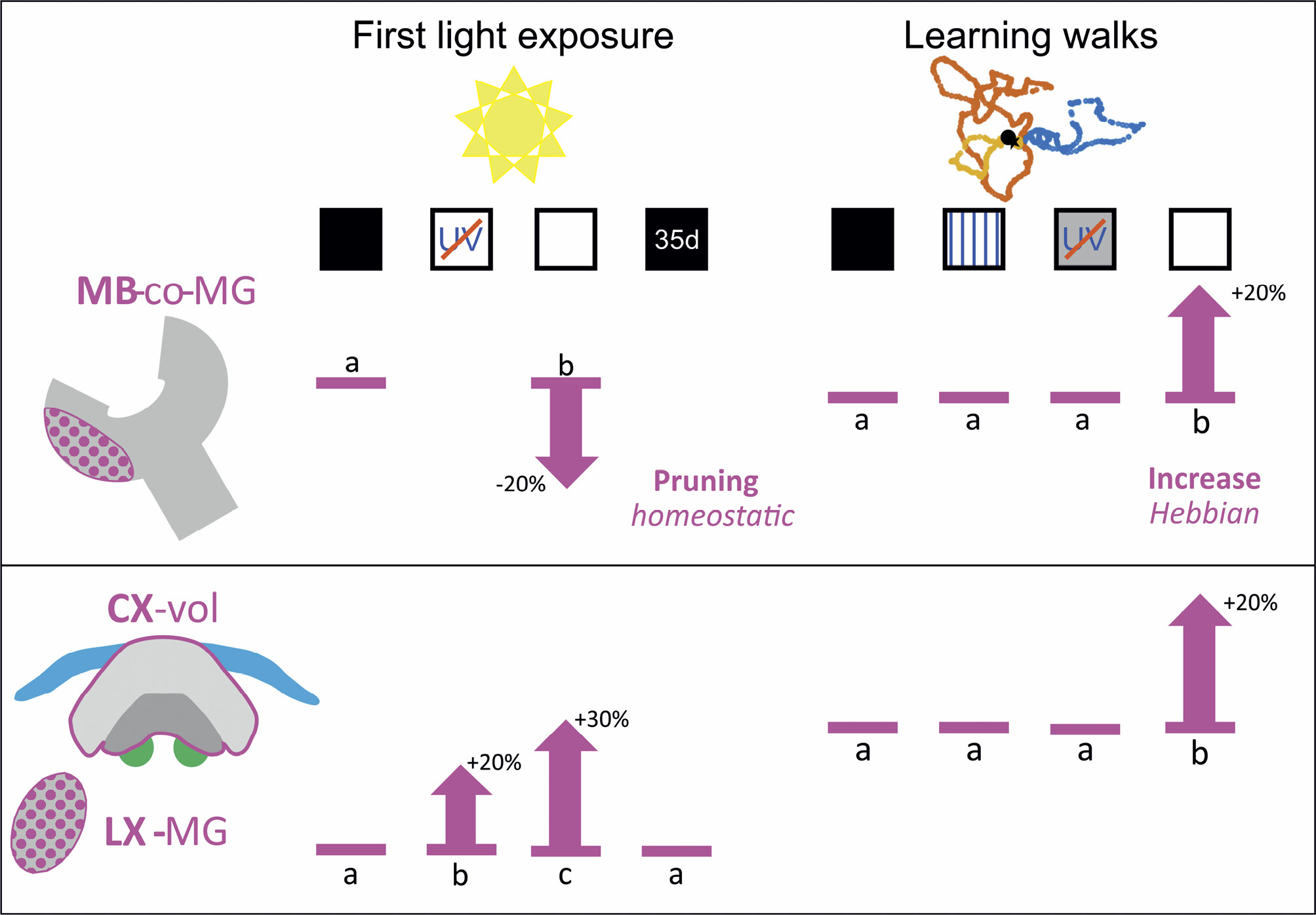 Fig. 5: 
					
						 Neuroplasticity after first light exposure and learning walks. The upper panel summarizes results from quantifications of structural synaptic plasticity in the mushroom body collar (MB-co) after first light exposure and following learning walks.The lower panel shows results on volume changes in the central complex (CX) and numbers of synaptic complexes in the lateral complex (LX). Differences in light conditions are depicted in each case. The percentages represent averages. Statistical significances are indicated by letters (see text for further details on quantitative data). Symbols for first light exposure, from left: same aged without light exposure, UV blocked, full light spectrum, 35 day-old dark reared. Symbols for learning walks, from left: without learning walks (dark), linear polarizer, UV and sun position blocked, full spectrum. Increase or decrease are depicted by arrows including average percentages. Data combined from (Grob et al., 2017; Schmitt et al., 2016; Stieb et al., 2010, 2012).
				