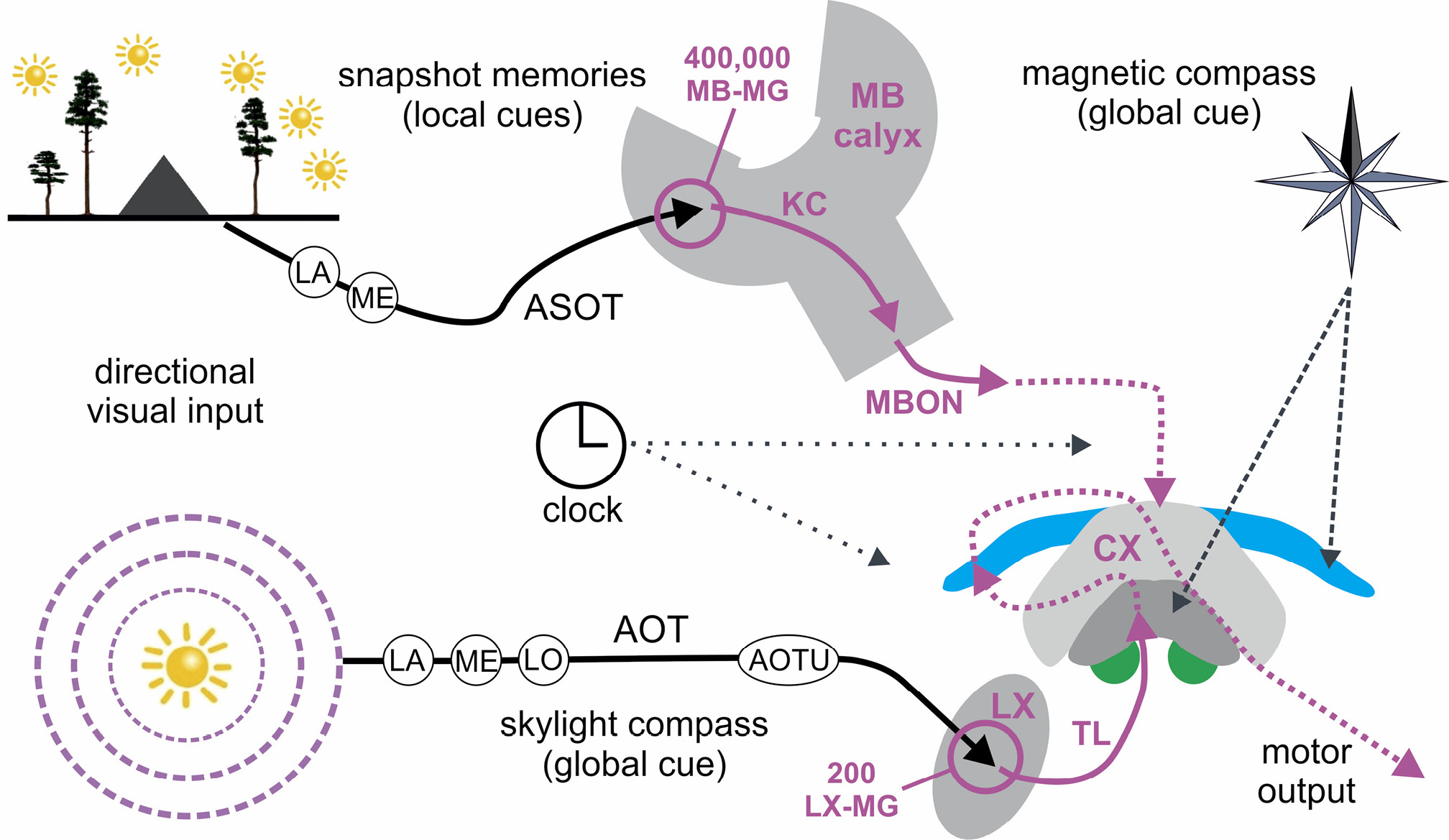 Fig. 6: 
					
						Model for processing of directional navigational information. The sites of structural synaptic neuroplasticity in visual pathways after first light exposure and following learning walks are labeled in magenta. The left side depicts visual input from the panoramic scenery and skylight-compass cues. Sky-compass information (global cues) is processed via the anterior optic tract (AOT) to the lateral (LX) and central complex (CX), whereas panoramic information (local cues) is processed via the anterior superior optic tract (ASOT) to the mushroom bodies (MB). The input and output connections, together with different numbers of plastic synaptic complexes (microglomeruli, MG) at the input of the MB and LX, are indicated (magenta). The sensory pathways for geomagnetic information, the input of the endogenous clock for time-compensation, a putative connection from the MB output to the CX, and connections to the motor output are still hypothetical and depicted as dashed lines. Further abbreviations: AOTU anterior optic tubercle, KC Kenyon cell, LA lamina, LO lobula, MBON mushroom body output neuron, ME medulla, TL tangential neuron.
				