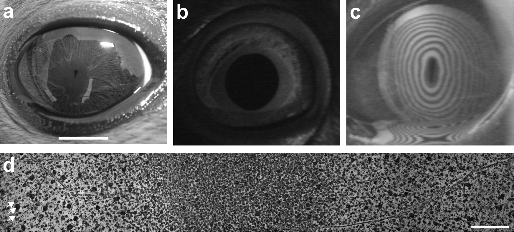 Abb. 1: Das visuelle System der Seehunde. a Ein Seehundauge mit geschlossener Pupille bei hohen Umgebungshelligkeiten. Maßstab 10 mm. b Ein Seehundauge mit geweiteter Pupille in Dunkelheit. c Visualisierung des Astigmatismus der Seehundhornhaut mit einer Placido-Scheibe, deren kreisrunde Ringe in der Reflektion aufgrund des starken Astigmatismus ellipsoid verzerrt sind. d Ganglienzellverteilung der Seehundretina. In einem zentralen horizontalen Streifen findet sich eine erhöhte Ganglienzellverteilung, eine hohe Zelldichte (visueller Streifen; in dieser Abbildung mittig zu sehen). Dorsal ist rechts, ventral links, temporal oben, nasal unten. Am linken Rand der Abbildung wurden drei Ganglienzellen mit Pfeilen markiert. Maßstab 250 µm.