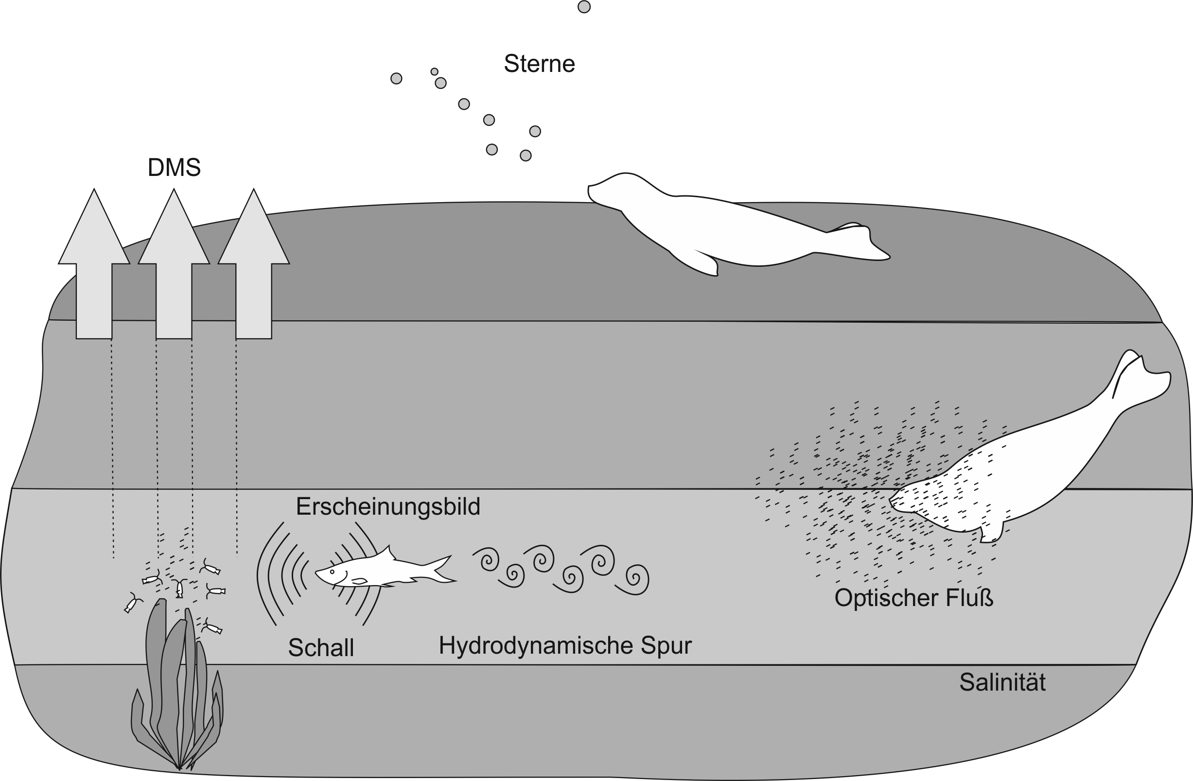 Abb. 4: Zusammenfassung der Mechanismen der Orientierung, Navigation und Futtersuche, deren sensorische Grundlage bei Seehunden bereits untersucht wurden. Hierzu zählen (a) die olfaktorische Wahrnehmung von Dimethylsulfat (DMS), welches als Abbauprodukt an Orten entsteht, an denen Zooplankton Phytoplankton grast, (b) die visuelle Wahrnehmung von Sternen, optischem Fluss hervorgerufen durch das Schwimmen durch partikelreiches Wasser oder direkt von Beutetieren, (c) die auditorische Wahrnehmung von Beutetieren, (d) die durch die Vibrissen vermittelte Wahrnehmung hydrodynamischer Spuren und Atemwasserströme hervorgerufen durch die Bewegung und Atmung von Beutetieren sowie (e) die gustatorische Wahrnehmung von Salinität (in dieser Abbildung werden Salinitätsunterschiede in horizontalen Schichten angenommen)