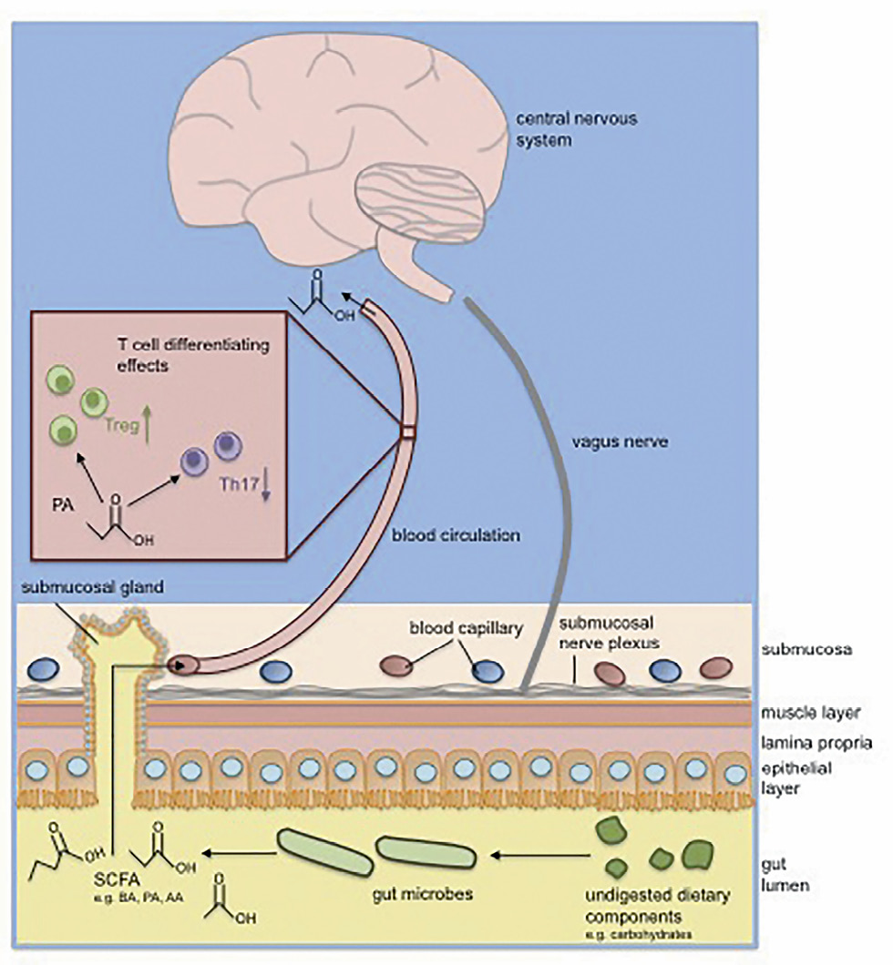Fig. 1: Microbiome metabolites differentially affect the immune and the central nervous system Short chain fatty acids (SCFA) are metabolites, originating from the fermentation of fiber-rich diet by the commensal gut bacteria. SCFA serve as an energy source for gut epithelia, but also pass from the gut lumen into blood circulation and interact with immune cells within the lamina propria cells of the submucosal nerve plexus. The impact of short chain fatty acids within the CNS is indirect in the case of a shifted immune cell balance towards Treg. Especially in diseases with a disrupted blood-brain-barrier, such as MS, changes in CNS-resident immune cells can directly affect the CNS. BA, butyric acid, PA, propionic acid, AA, acetic acid.