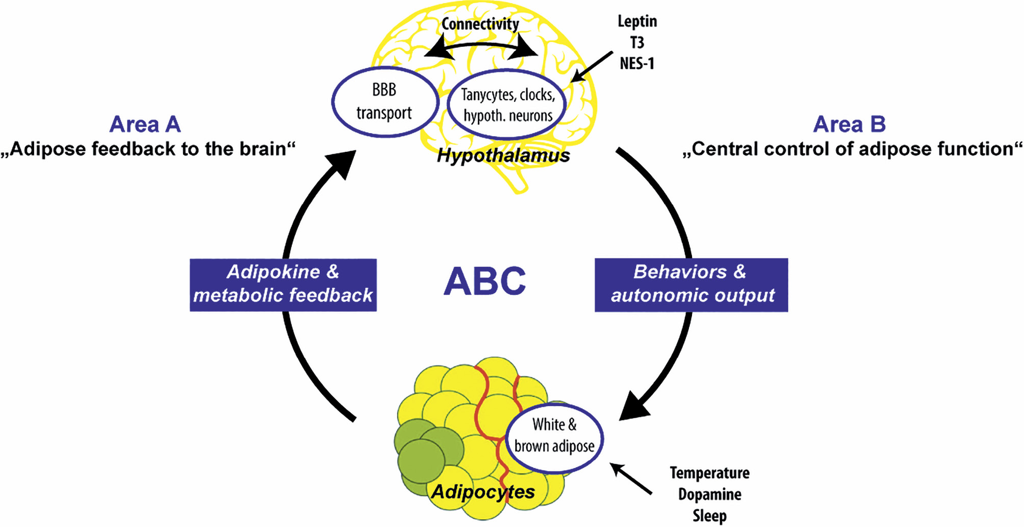 Abb. 1: Übersicht über die Forschung im GRK 1957 „Adipocyte-Brain Crosstalk. Fokus der Forschung sind Arbeiten zur Adipokinwirkung auf ZNS-Regelkreise (Area A) sowie die zentrale Regulation der Fettgewebsfunktion (Area B). Einige Highlights zu Froschungsergebnissen der ersten Doktorandengeneration sind dargestellt. Näheres siehe Text (ABC – adipocyte-brain crosstalk; BBB – blood-brain barrier; T3 – tri-iodo thyronine; NES-1 – nesfatin-1).