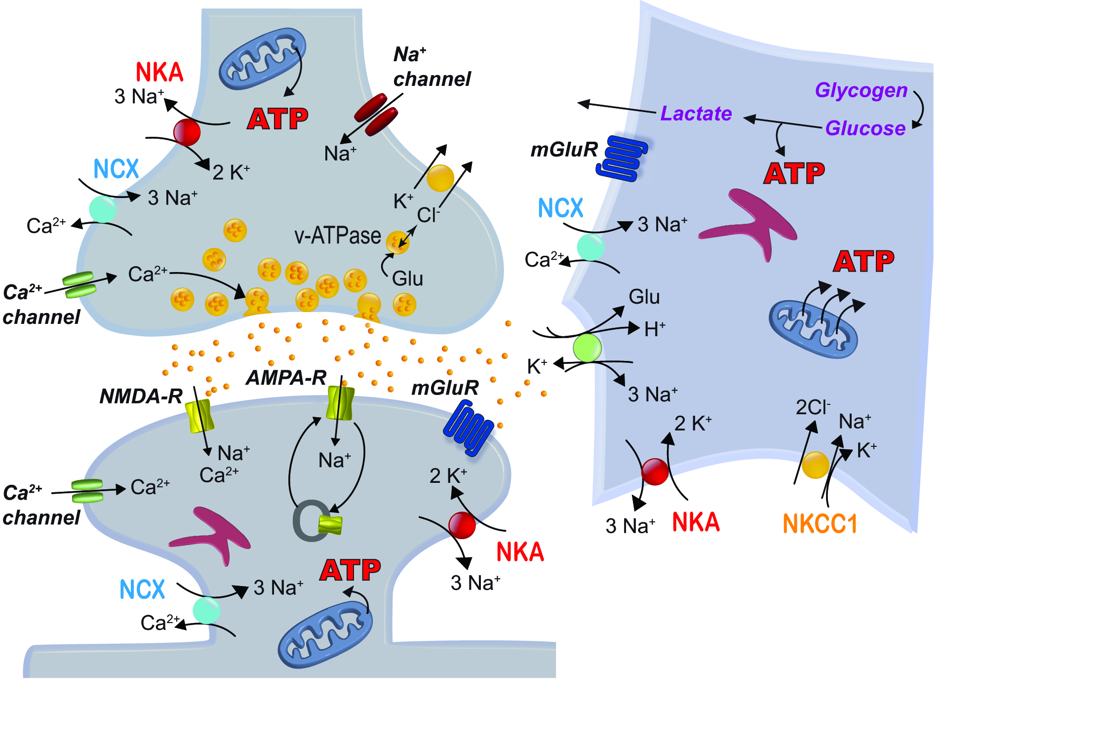 Figure 1: Ion fluxes and ATP-consuming processes at tripartite glutamatergic synapses (summarized from Harris et al., 2012 and Rose & Chatton, 2016).