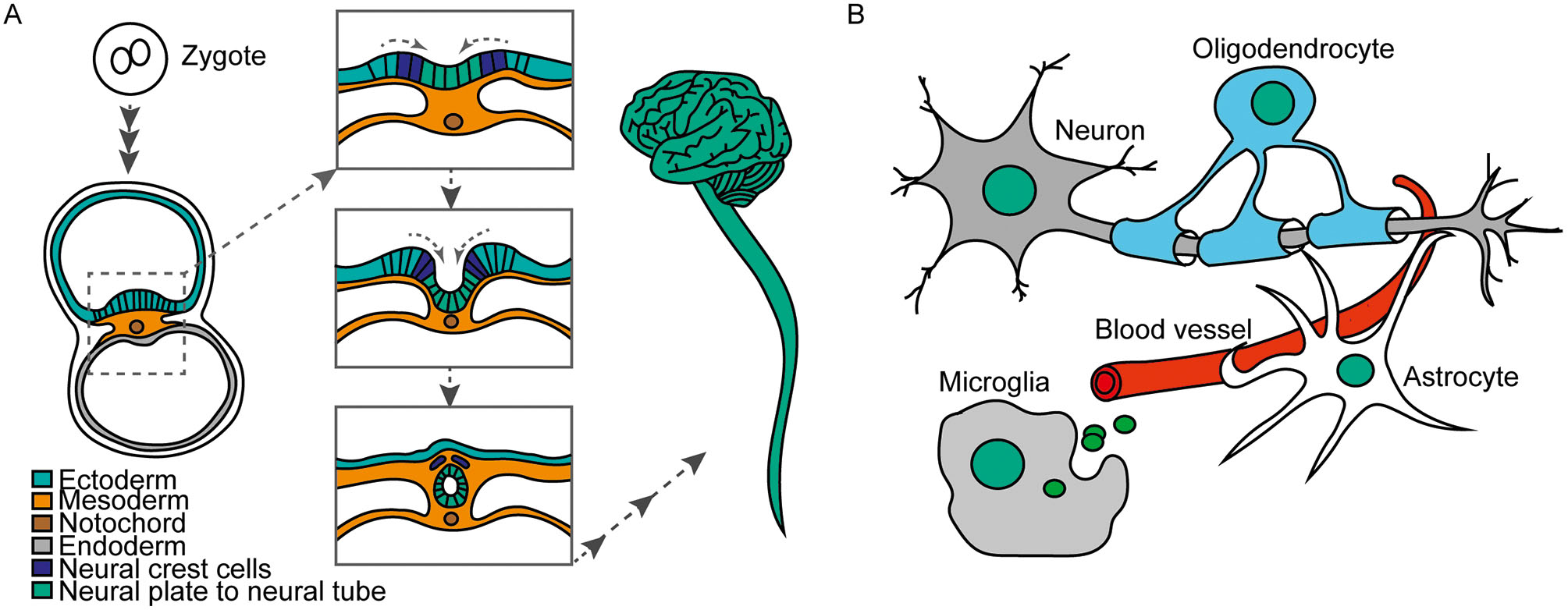 Fig. 1: A. Development from zygote over neural tube to CNS in humans. B. Neurons, Astrocytes, oligodendrocytes and microglia are main cell types of the CNS. 