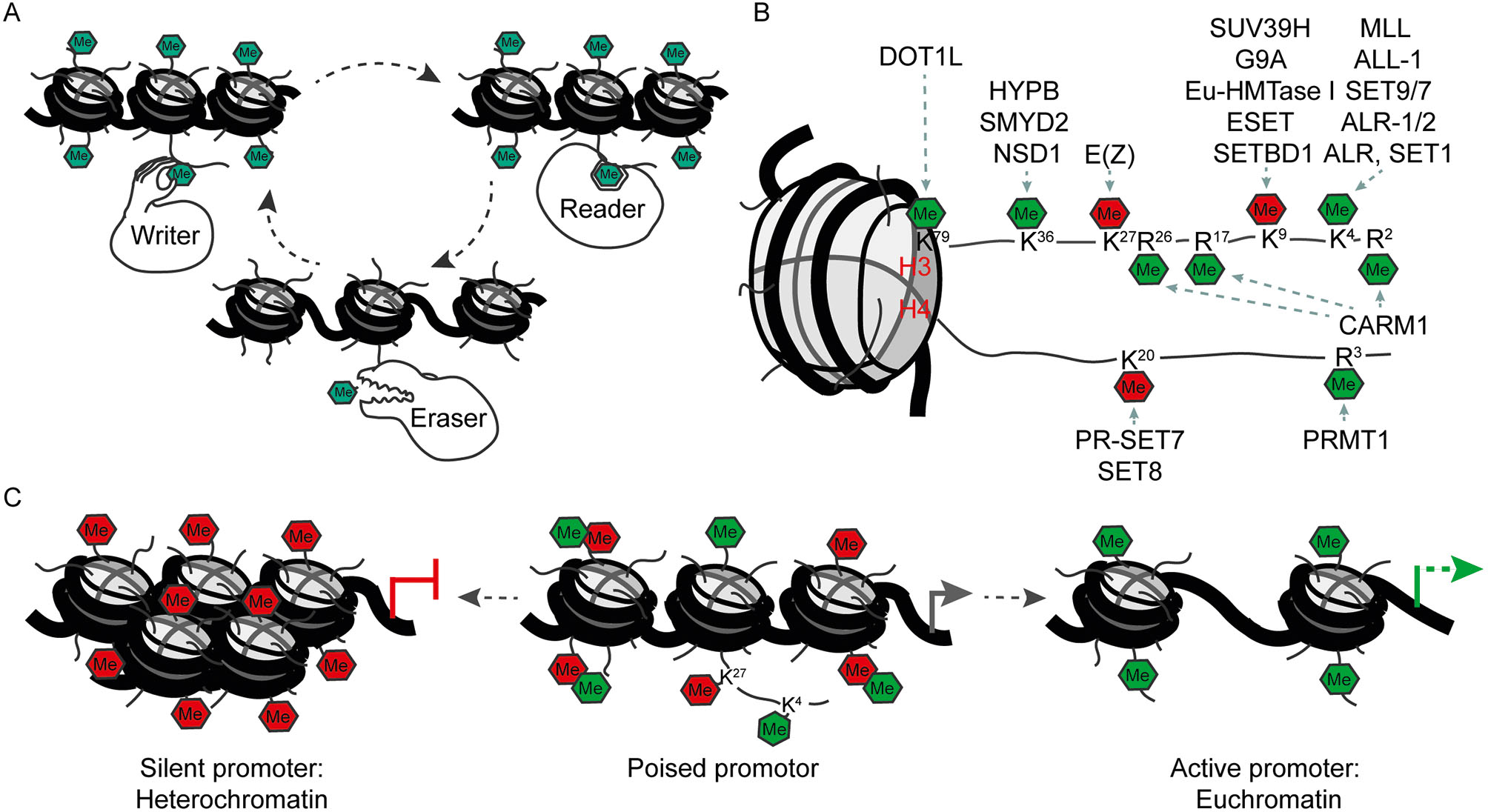 Fig. 2: A. Writer, reader and eraser proteins of histone modifications. B. Histone methylation marks and their writing enzymes. Green: activation of transcription. Red: repression of transcription. C. Poised promoters carry activating and repressing modifications at the same time. During development of specific cell types one of the modifications remains and the respective gene will be activated or repressed.