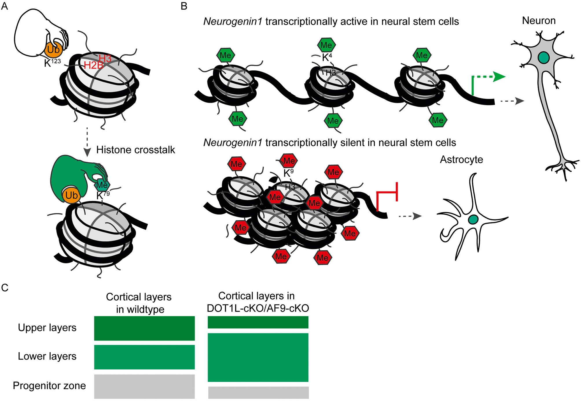 Fig. 3: A. Example of histone crosstalk: if H2B lysine 123 is ubiquitinated (H2Bub), methylation of H3 lysine 79 (H3K79) can follow subsequently. B. The cell fate of neural stem cells (NSCs) is dependent on the modification status of the Ngn1 promotor and its expression. Methylation on H3 lysine 4 (H3K4) at the Ngn1 promotor in NSCs leads to expression of the Ngn1 gene and a neuronal cell fate. However, methylation on H3 lysine 9 (H3K9) leads to repression on Ngn1 and an astrocytic cell fate. C. The knockout of Af9 or Dot1l leads to generation of neurons expressing markers characteristic for lower layers in the cerebral cortex. The number of upper layer neurons and of neural stem cells in the progenitor zone are reduced.