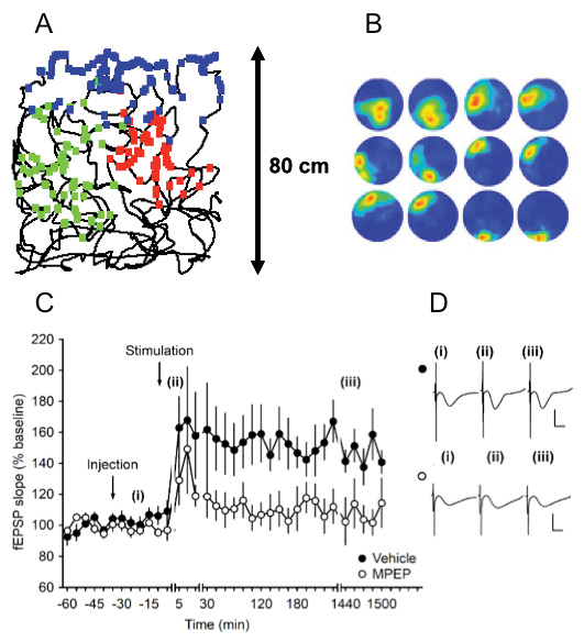 Figure 1: Regulation of hippocampal place fields and synaptic plasticity by mGlu5 receptorsA: The thin black line shows the path taken by a rat as it explored a 80 × 80cm square environment during tetrode recordings from the hippocampal CA1 region.The green, blue and red dots show the respective regions of the envronment where three different place cells fired, the region covered by one colour corresponds to the place field of that cell.B: Animals that first showed stable place fields during exploration of a square environment were treated with an mGlu5 receptor antagonist and then allowed to explore a novel (round) environment. Exposure to the same environment one day later was associated with place field remapping, indicating that the stabilisation and consolidation of the place fields was compromised by mGlu5 antagonism. The examples represent (left to right: two exposures to the novel environment on day 1 followed by two exposures to the same environment on day 2. Top to bottom: place fields of place cells recorded from three different animals. (From Zhang and Manahan-Vaughan, 2014).C: Antagonism of mGlu5 prevents hippocampal LTP that would normally last for longer than 24h in rats.High-frequency stimulation (HFS) (4 trains of 100 pulses at 100 Hz) of MF-CA3 synapses, elicits LTP (>24h) in vehicle-injected freely behaving animals. Intracerebral application of the mGlu5 antagonist, MPEP (1.8 µg), prior to HFS significantly blocks LTP.D: Analog responses evoked during LTP experimentAnalogs represent fEPSPs evoked (i) pre-HFS, (ii) 5 min post-HFS and (iii) 24 h post-HFS from) MF-CA3 synapses of vehicle-treated (closed circles i. e. top row) or MPEP-treated animals (open circles i. e. bottom row). (From Hagena and Manahan-Vaughan, 2015).