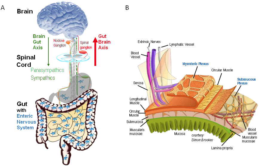 Fig. 1: Functional anatomy of gut-brain communication and the enteric nervous system (ENS).
	Panel A is a simplified scheme to demonstrate control of gut functions at different levels. The most relevant is the ENS, which controls gut functions independent of extrinsic inputs. Nevertheless, the gut is connected to the brain via nerves which function as the gut-brain axis – sensory neurons with cell bodies in dorsal root ganglia or in parasympathetic relay ganglia, e. g. nodose ganglion, and efferent nerves of the parasympathetic and sympathetic nervous systems. Note that there is no region in the brain exclusively dedicated to gut functions. Panel B illustrates the myenteric and submucous plexus layers of the ENS in the gut wall.
	The figure was provided by Prof. Simon Brookes, Flinders University, Adelaide, Australia.
