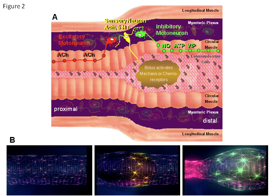 Figure 2: Circuits in the ENS activate the peristaltic reflex.
	Panel A shows a schematic drawing of the intestinal wall with the different layers. Circuits in the myenteric plexus responsible for initiating the peristaltic reflex are highlighted. Initially, sensory neurons in the ENS are activated by mechanical or chemical stimuli. They then activate excitatory and inhibitory muscle motor neurons with polarized projection patterns. The inhibitory motor neurons project down the gut and release nitric oxide, ATP and vasoactive intestinal peptide, whereas the excitatory motor neurons project up the gut to release acetylcholine. The projection length for both is about 1cm, maximum. This circuit guarantees that a bolus triggers a proximal contraction and a distal inhibition of the muscle, allowing the content to be pushed in an anal direction. For simplicity, interneurons are not shown (see Figure 3).
	Panel B shows the spatiotemporally coordinated activity within the circuit. It starts with quiescence (left). As soon as the bolus enters the region, mechanosensitive neurons (middle; yellow) start to fire actions potentials. This will eventually lead to activation of excitatory (right; red) and inhibitory motor neurons (right; green).
