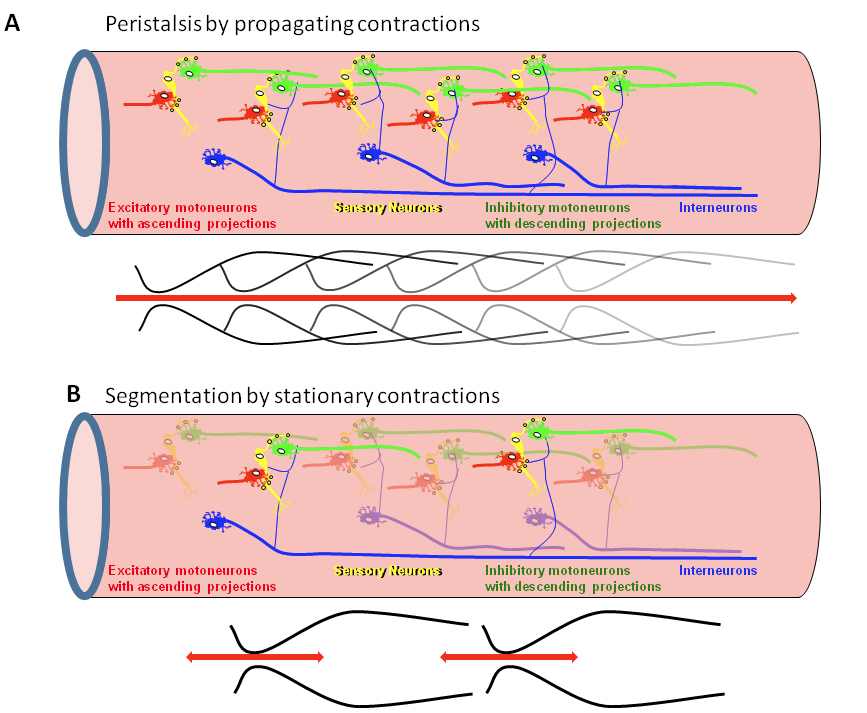 Figure 3: A model to explain how spatiotemporally coordinated peristaltic reflex circuits in the ENS lead to peristalsis.
	Panel A shows a chain of peristaltic reflex circuits consisting of sensory neurons synapsing onto excitatory and inhibitory muscle motor neurons. The circuits are connected via excitatory interneurons which sensitize the peristaltic reflex circuits, thus allowing peristalsis and movement of intestinal content over longer distances.
	Panel B shows some interneurons failing to sensitize consecutive peristaltic reflex circuits. This will prevent the spread of activation along the circuits. The result is disrupted propagation of peristaltic reflexes causing stationary contractions.
