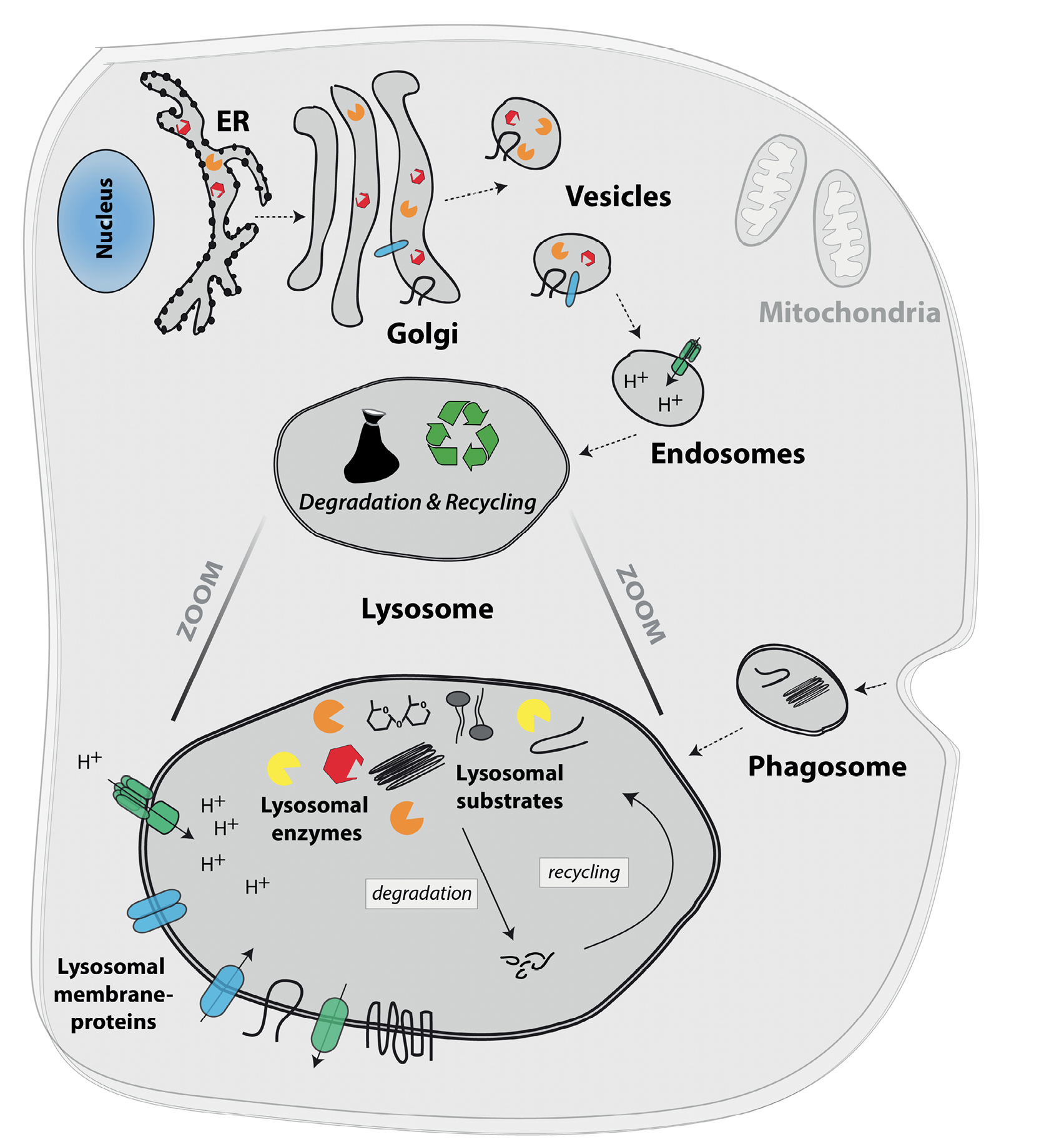 Fig. 1: The eukaryotic cell and its organelles, highlighting the lysosome and its components.
	The nucleus contains the majority of the cell’s genetic material and is the location of the DNA transcription process (DNA → RNA). Further protein translation (RNA → protein) is mediated at free ribosomes within the cytosol (not shown) or at ribosomes located at membranes of the endoplasmic reticulum (ER; indicated as black dots on ER membrane). The Golgi apparatus (Golgi) is important for further protein modification and sorting. Vesicles originating from the Golgi compartment can fuse with intracellular organelles, like the lysosome, or with the cell membrane. Mitochondria are the ‘powerhouse’ of the cell, generating energy by performing cellular respiration and producing ATP. The lysosome is the cell’s degradative organelle and arises from the fusion of Golgi-derived vesicles with endosomes, as indicated by dotted arrows. Lysosomes are not only responsible for degradation and recycling, but are also involved in pathogen defense, cell death, and energy metabolism. Their acidic pH (pH 4.5–5.0) is mainly maintained by the vacuolar-type H+ ATPase, which pumps H+ ions via the lysosomal membrane. A total of around 50 specialized lysosomal membrane proteins (blue and green molecules) are not only important for the maintenance and stability of the organelle, but also for the formation of the lysosomal glycocalyx at the inside of lysosomes, lysosomal protein transport, and the transport and exchange of biomolecules through the lysosomal membrane (mediated by a variety of channel and transporter proteins). Lysosomal substrates comprise a variety of intracellular as well as extracellular biomolecules including proteins, peptides, lipids, nucleic acids and carbohydrates. Substrates enter the lysosome via macro-, micro- and chaperone-mediated autophagy, as well as by fusion of lysosomes with phagosomes, which comprise extracellular material (indicated by dotted arrows). Around 60 different lysosomal enzymes (yellow, orange and red symbols) are responsible for the breakdown and recycling of specific substrates (shown in black and gray within the lysosome). These enzymes require an acidic pH and include proteases, nucleases, glucosidases, phosphatases, polysaccharide hydrolyzing enzymes, and lipid degrading enzymes.
