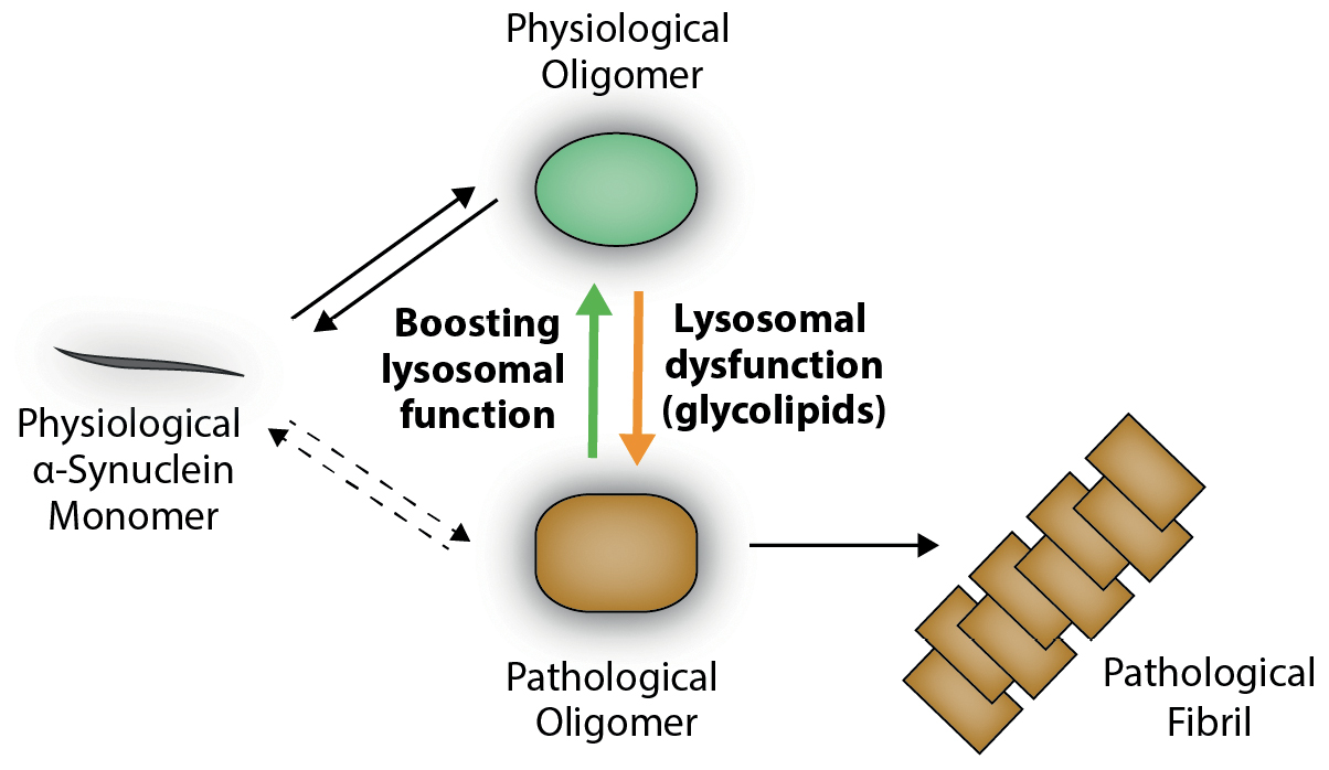Fig. 2: Schematic overview of α-synuclein aggregation.
	Under physiological conditions, α-synuclein mainly exists as a monomer (gray), but can also form physiological oligomers (green) within the cytosol. Lysosomal dysfunction and aggregation of substrates like the GCase-substrate glucosylceramide (a glycolipid) have been shown to interfere with α-synuclein within lysosomes. This interaction of the protein with lysosomal glycolipids results in a structural change in the protein oligomer (orange). These pathological oligomers (orange) have been shown to be neurotoxic and induce pathological fibril formation (orange fibril), which is enhanced by the acidic pH within lysosomes. Interestingly, boosting lysosomal function or decreasing glycolipid levels has been shown to reverse pathological oligomers (orange) back to their physiological state (green). This molecular mechanism is utilized in substrate reduction therapy or by application of small compounds activating substrate-degrading enzymes (e. g. GCase) (modified from Riederer et al., 2019; Zunke et al., 2018).
