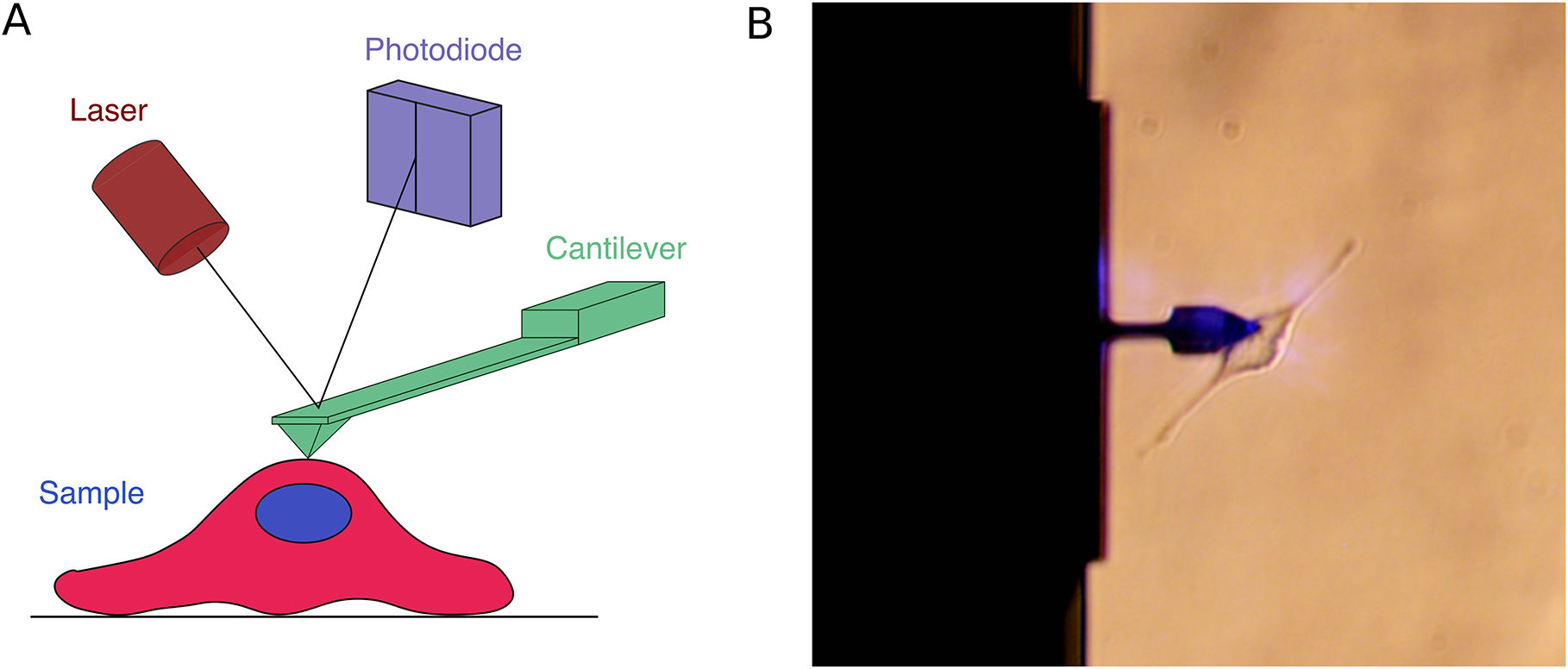 Figure 1: 
(A) Components of a typical AFM set-up: Laser, Split-photodiode, Cantilever and Sample. (B) Image of an AFM cantilever in contact with a live NIH-3T3 fibroblast in Dulbecco's Modified Eagle Medium with 10% Fetal Bovine Serum and 1% Penicillin-Streptomycin. Experiments were done in 5% CO2.