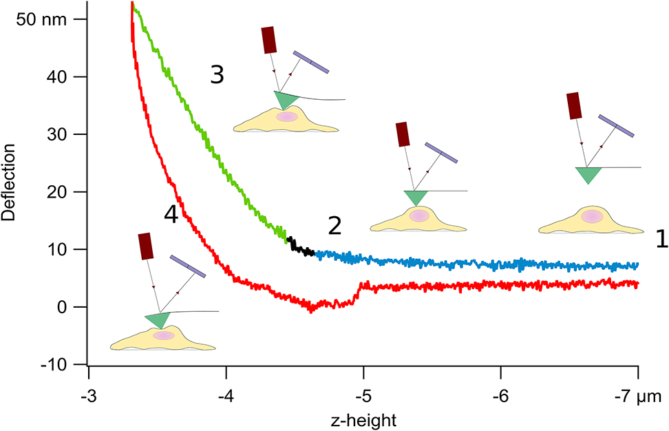 Figure 2: 
Schematic of an AFM force curve: (1) As the AFM tip approaches the cell, the laser's deflection remains constant, (2) when the tip comes in contact with the cell and starts to indent it, the laser is deflected and its position on the photodiode changes, (3) as the tip continues to indent, the deflection increases and (4) after the deflection trigger threshold is reached (50 nm in this example), the tip is retracted.