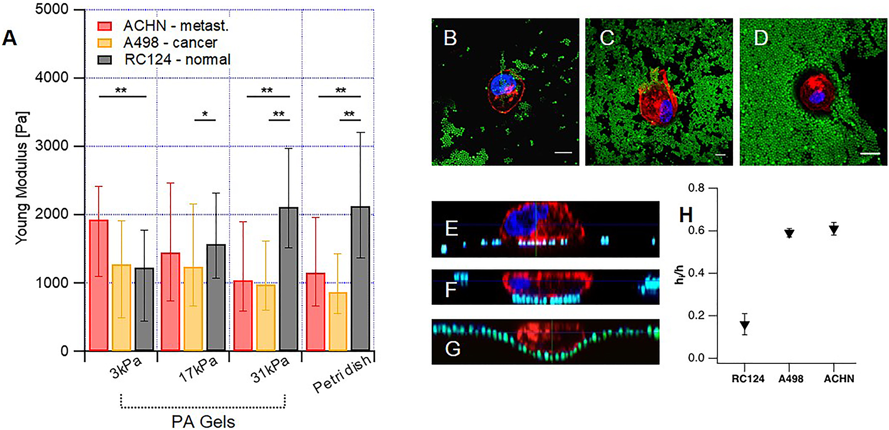 Figure 4: 
(A) Young's modulus values of normal and cancer cells on substrates with different mechanical properties: 3, 17 and 31 kPa stiffness PA gels and conventional Petri dishes, as a control. Red, orange and black bars stand for metastatic ACHN, cancer A498 and normal RC124 renal cells, respectively. Confocal images of fixed cells with color channels blue for nucleus, green for fluorescent bead and red for actin cytoskeleton are reported. Confocal images (B–D) and confocal side view (E–G) of normal RC124 (B and E), cancer A498 (C and F) and metastatic ACHN cells (D and G) on soft PA gels (3 kPa) with embedded 1 µm diameter green fluorescent beads Scale bars are 10 µm. The index of cell indentation (H) calculated as the ratio between the cell portion indenting the gel (hi) and the total cell height (h); markers are median values and error bars are standard deviation. Reproduced from Rianna and Radmacher, 2017 with permission from the Royal Society of Chemistry.
