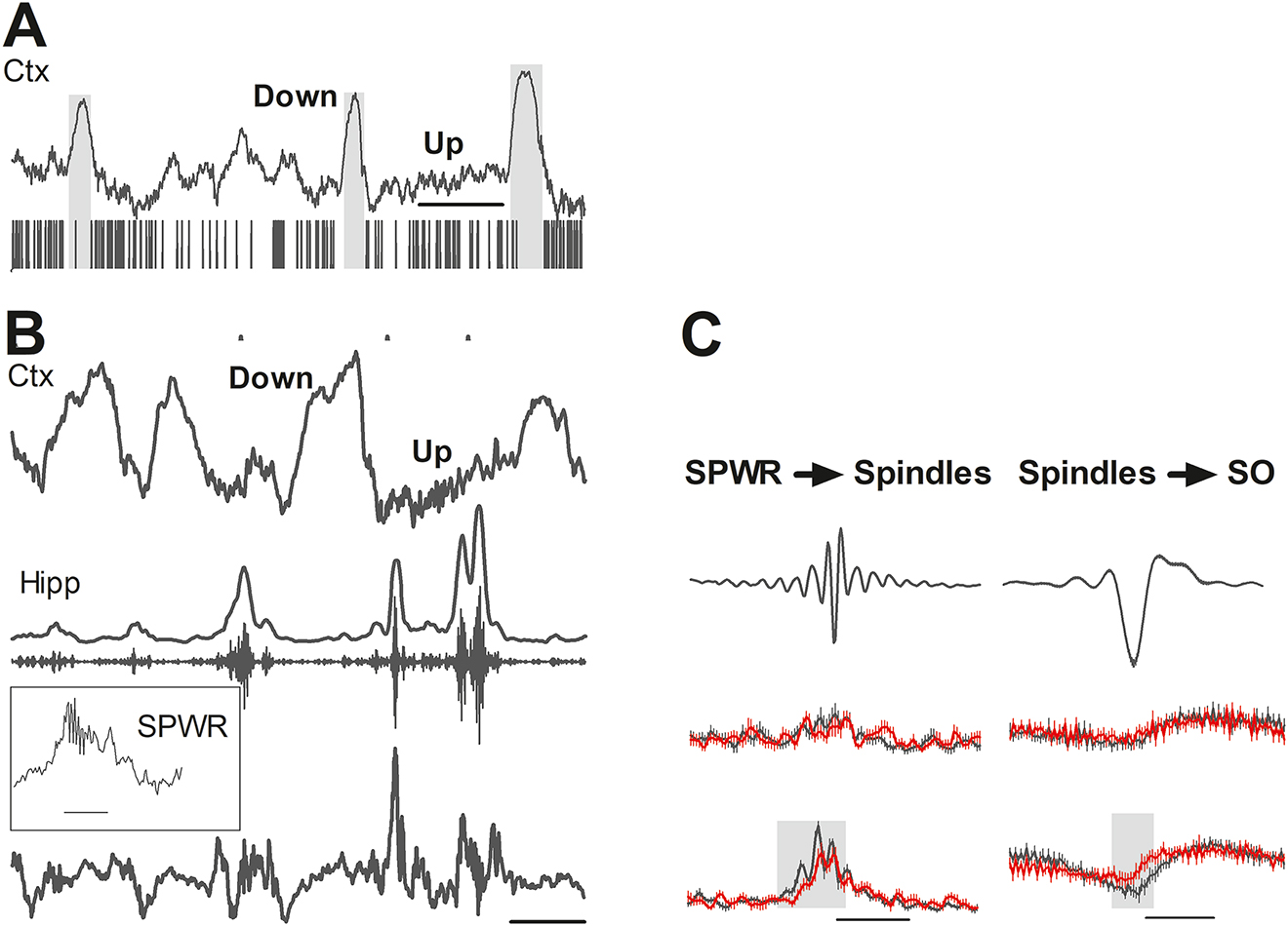 Figure 1: 
Neocortical and hippocampal recordings schematizing the prominent neural oscillations of NREM sleep and their coupling characteristics. (A) Depolarizing up state and hyperpolarizing down state of the cortical slow oscillation (SO) (depth local field potential, parietal cortex) and below cortical multiunit firing. The majority of units, but not all, fire during the up state (rat data from M. Mehta, UCLA). (B) Comparison of SOs in the cortex and sharp wave ripples (SPWRs) in the hippocampus reveals their temporal coupling. (Bottom) Local field potential from the dorsal region of the hippocampus (subfield Cornu Ammonis 1). (Row 3) Corresponding bandpass filtered signal (150–250 Hz) for ripple detection. (Row 2) Root mean square of the filtered signal. (Row 1) Cortical local field potential recording (medial prefrontal cortex). The dots indicate time points of detected hippocampal SPWRs. The inset indicates a SPWR with a scaling bar for 100 ms. All other scaling bars (A–C) represent 500 ms. (C) Coupling of the hippocampal SPWRs to spindles (left) and spindles (9–15 Hz) to SOs (SO, right) after learning on the Barnes maze. (Row 1) Averaged hippocampal SPWR activity time-locked to the deepest spindle trough (left), and averaged spindle activity time-locked to the negative peak (down state) of the SO. (Row 2) Event correlation histograms of hippocampal SPWR activity (number of peaks and troughs) with reference to the spindle trough at baseline (left) and of spindle activity with reference to the negative SO peak. (Row 3) Same as row 2 after learning on the Barnes maze for controls (black) and for mice after optoinhibition of monosynaptic hippocampal-prefrontal activity (red). Note: Significant decoupling (left) and decreased modulation (right) after optoinhibition (gray area; adapted from Binder et al., 2019). Amplitudes are z-scored. Ctx, cortical recording, Hipp, hippocampal recording.
