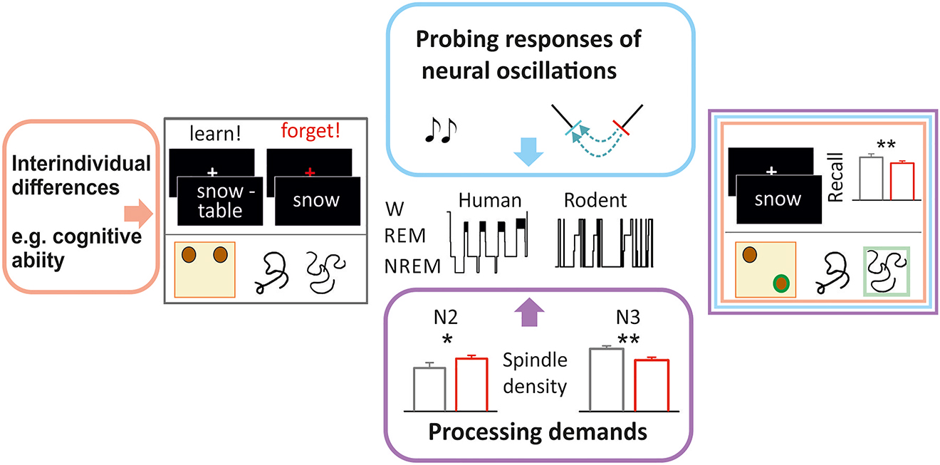 Figure 2: 
Potential levels of interaction during neural processing in sleep. The square boxes indicate learning and recall performance on three tasks: motivated forgetting (top), object-place recognition task (bottom left), and figural paired associate task (bottom right). In the motivated forgetting protocol, human subjects first learn word pairs (e. g., snow-table). In a subsequent phase, subjects are instructed to suppress memory for red-cued words (e. g., snow). In the recall box (tri-colored frame), in the condition of motivated forgetting, recall performance is suppressed (red) compared to a control condition (gray). In the figural paired-associate task, human subjects have to learn that the two figures belong together. At recall, the correct match (indicated by the small green square) is to be selected from a set of five other figures. In the object-place recognition task, rodents are placed in an open field with two objects for 10 min. After an interim period, subjects are introduced again to the open field wherein one object has been displaced. Due to novelty preference the displaced object, if its location is recognized as novel, is explored more intensely (indicated by the green circle). Thus, indicating the subject has remembered the objects' initial locations. Orange, blue and purple frames indicate endogenous and exogenous factors affecting neural processing in sleep and subsequent recall performance. The motivated forgetting task is associated with differential spindle density in light NREM sleep stage N2 and deep NREM sleep stage N3 as compared to sleep after a control condition. Thus, reflecting discrepant processing demands during both sleep states (control, gray; motivated forgetting, red; adapted from Dehnavi et al. 2019). Stimulation procedures reveal often weak effect sizes: In addition to stimulation efficacy depending on parameters of the stimulation and neuroanatomical features, induced neural responses depend on interactions between interindividual factors and processing demands. Tasks affected by stimulation are schematized for rodents by the object place recognition task and for humans by the figural paired-associate task (reviewed in Campos-Beltrán and Marshall, 2017; Koo et al., 2018). Hypnograms (human, 7 h; rodent, 1 h) schematize an interim period of sleep. W, Wake. The asterisks indicate significant differences: *, p < 0.05; **p < 0.01.
