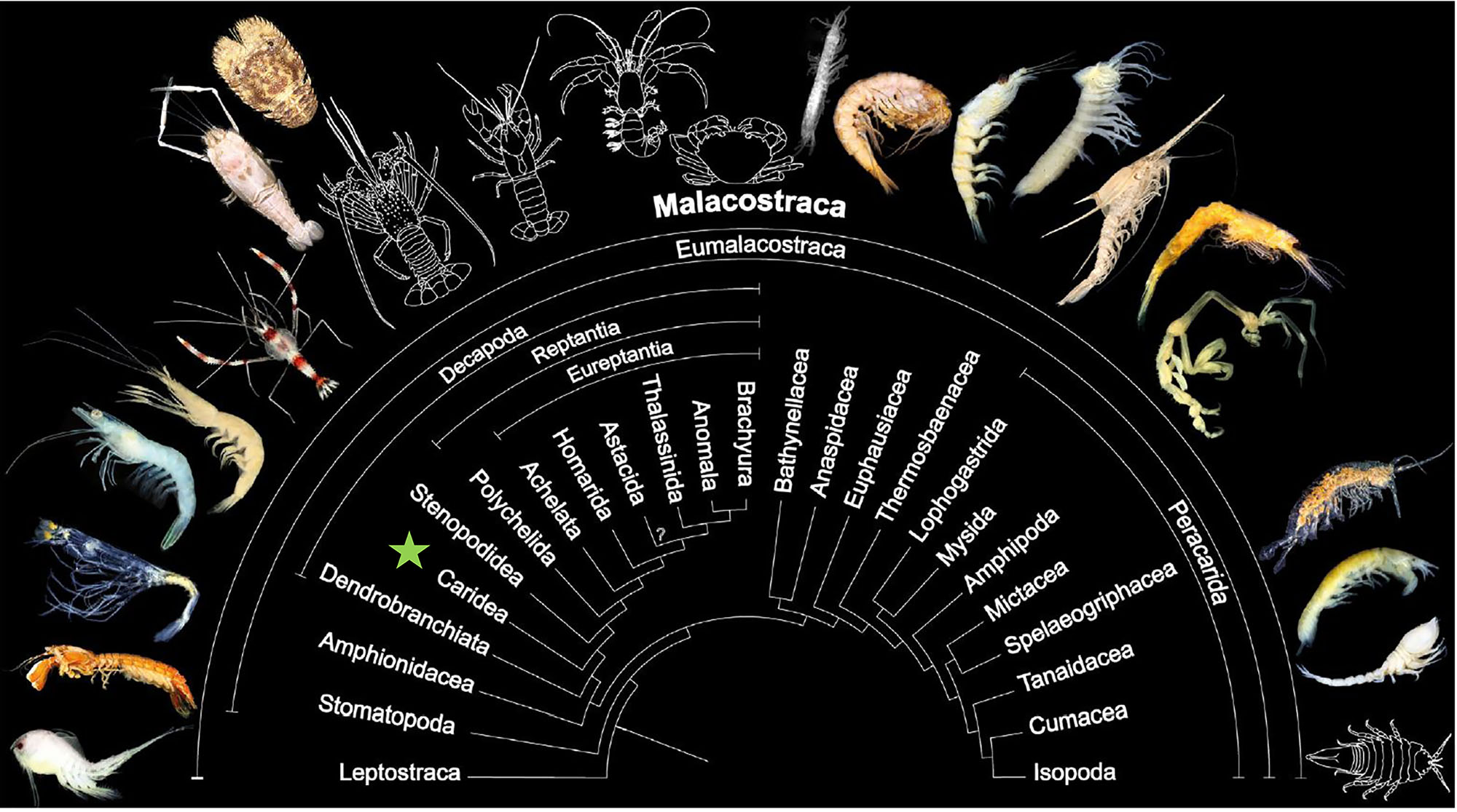 Figure 1:
Phylogenetic relationships of malacostracan crustaceans (modified from Harzsch and Krieger, 2018; compiled after Richter and Scholtz, 2001; and Wirkner and Richter, 2010). The green asterisk show the phylogenetic position of the deep vent shrimp Rimicaris exoculata among Caridea.