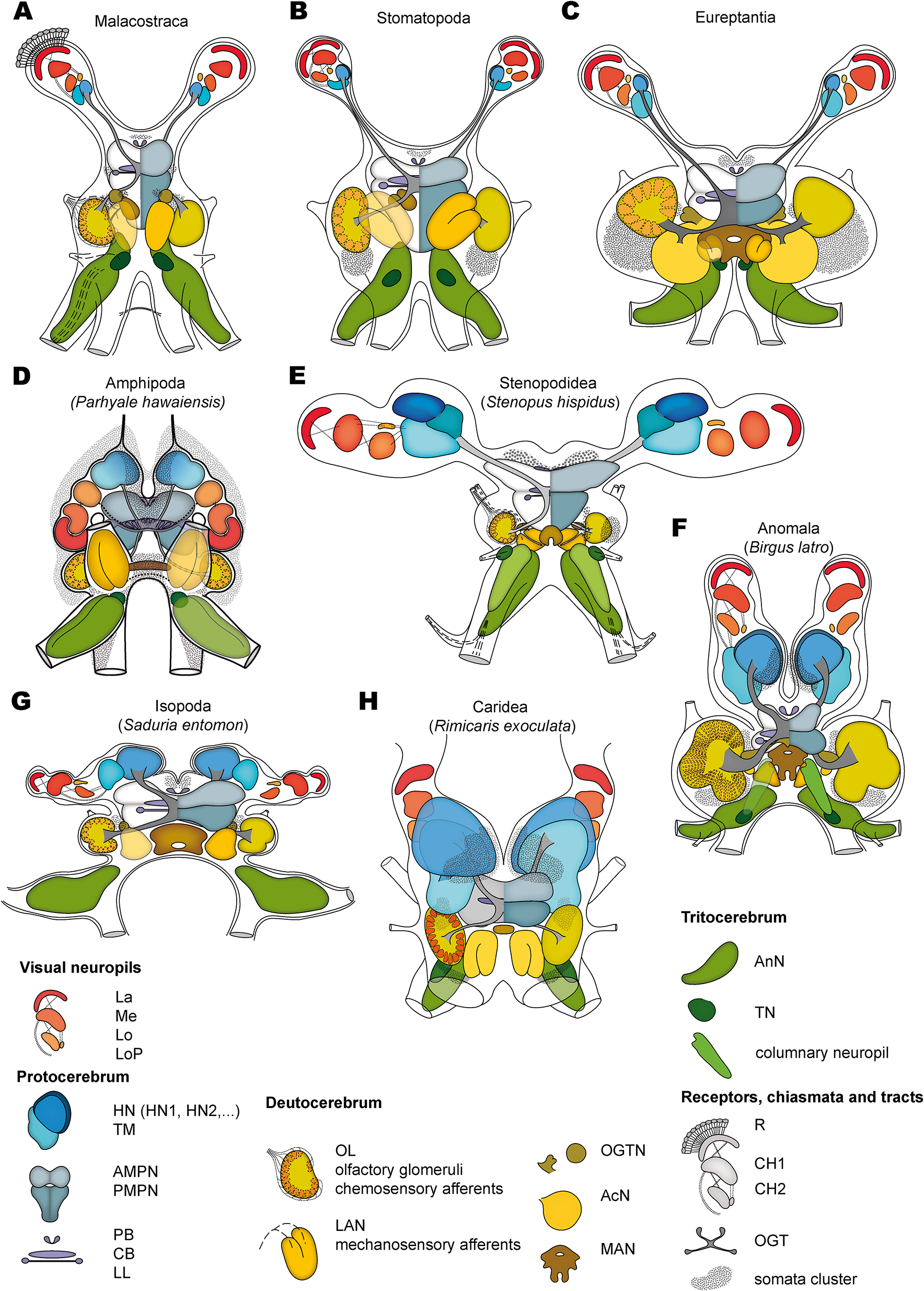Figure 2:
Brain anatomy of malacostracans (modified from Sandeman et al., 2014a, 2014b). The subdivisions of the proto-, deuto-, and trito-cerebrum can be identified by their shape and color provided in the key. (A) Malacostraca. (B) Stomatopoda. (C) Eureptantia. (D) Amphipoda (Parhyale hawaiensis; from Wittfoth et al. 2019). (E) Stenopodidea (Stenopus hispidus; from Krieger et al., 2019). (F) Anomala (Birgus latro). (G) Isopoda (Saduria entomon). (H) Caridea (Rimicaris exoculata; from Machon et al., 2019).
Abbreviations: Visual neuropils: La, lamina; Me, medulla; Lo, lobula; LoP, lobula plate neuropil. Protocerebrum: HN (HN1, HN2), hemiellipsoid body (subdivisions thereof); TM, terminal medulla; AMPN, anterior medial protocerebral neuropil; PMPN, posterior medial protocerebral neuropil; PB, protocerebral bridge; CB, central body; LL, lateral lobe. Deutocerebrum: OL, olfactory lobe; LAN, lateral antennular (antenna 1) neuropil; OGTN, olfactory globular tract neuropil; AcN, accessory lobe; MAN, median antennular (antenna 1) neuropil. Tritocerebrum: AnN, antennal (antenna 2) neuropil; TN, tegumentary neuropil; Receptors, chiasmata and tracts: R, retina; CH1, first visual chiasm; CH2, second visual chiasm; OGT, olfactory globular tract. Note that brain schemes are aligned according to their neuroaxis (not to their arrangement within the cephalothorax) and are not equally scaled.