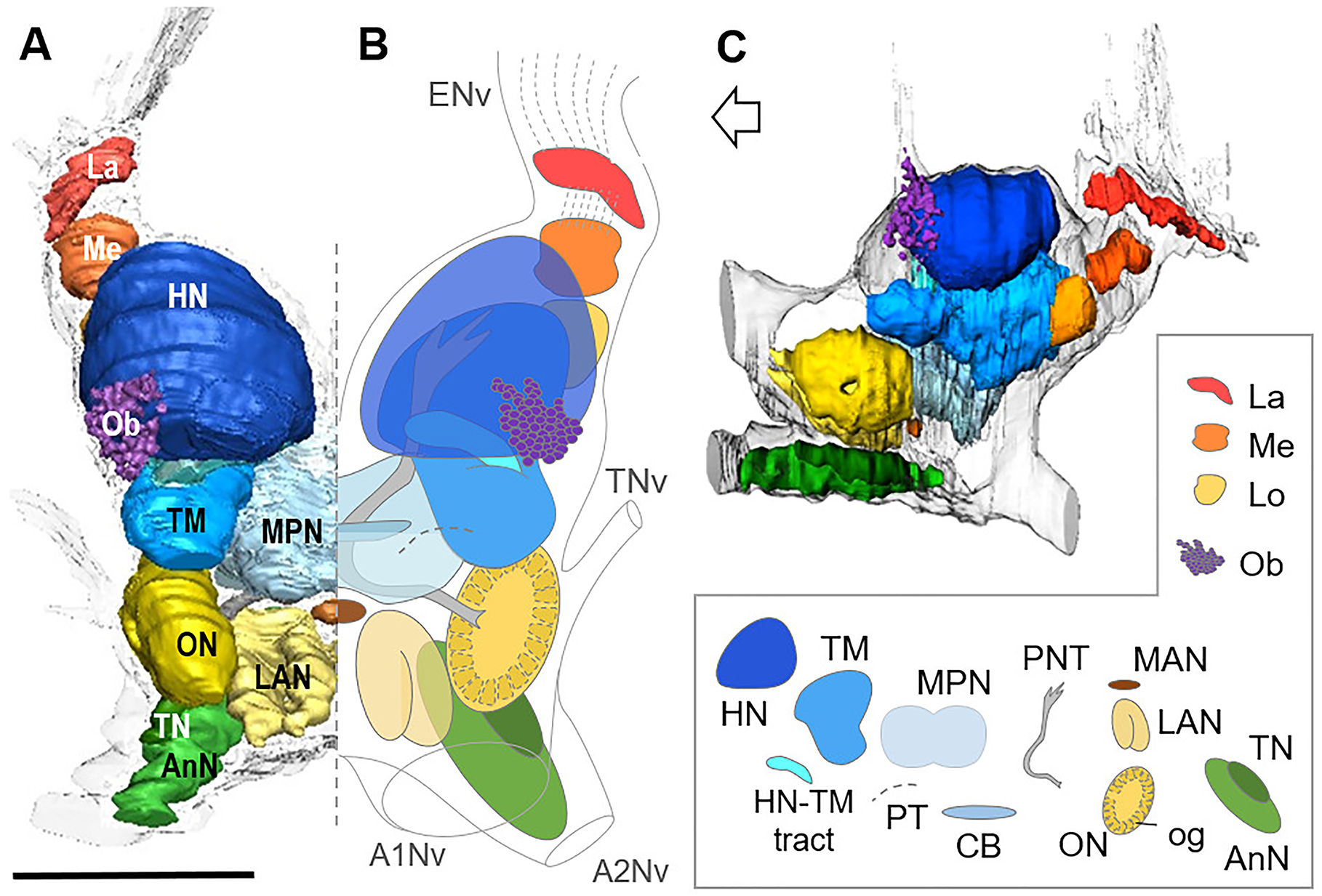 Figure 4:
Brain architecture of the deep vent shrimp Rimicaris exoculata. 3D Reconstructions (A, C) and schematic representation (B) of the brain and neuropils, viewed from a dorsal, slightly anterior direction (A, B) and from the left (C). In C, the open white arrow point towards anterior of the body axis. The clusters of cell somata are not shown. The 3D reconstructions are based on an image stack obtained by serial sectioning of paraffin-embedded material. A1Nv, antenna 1 nerve; A2Nv, antenna 2 nerve; AnN, antenna 2 neuropil; CB, central body; ENv, eye nerve; HN, hemiellipsoid body neuropil; La, lamina; LAN, lateral antenna 1 neuropil; Lo, lobula; MAN, median antenna 1 neuropil; Me, medula; MPN, median protocerebral neuropil; Ob, onion bodies; og, olfactory glomerulus; ON, olfactory neuropil; PT, protocerebral tract; PNT, projection neuron tract; TM, terminal medulla neuropil; TN, tegumentary neuropil; TNv, tegumentary nerve. Scale bar = 500 µm. Modified from Machon et al. (2019).