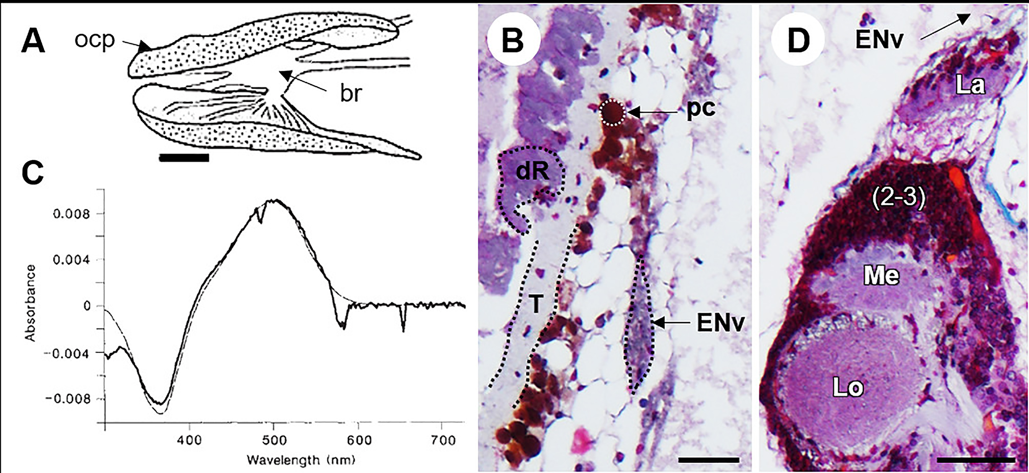Figure 5:
Visual system of the deep vent shrimp Rimicaris exoculata. A: Drawing showing the location of the visual organs and their connection to the brain (dorsal view; from Van Dover et al., 1989). B: Histological section of the retina. C: Bleaching difference spectrum of visual pigment in R. exoculata (solid trace) that maximally absorbs at 500 nm, typical of rhodopsin, and creates a new pigment at 367 nm, which corresponds to retinaloxime. The same features are seen in the difference spectrum of the frog rhodopsin (dashed line) (from Van Dover et al., 1989). D: Histological frontal section of the visual neuropils (from Machon et al., 2019). Scale bars = 100 µm. (2–3), cell cluster 2–3; br, brain; dR, degenerated rhabdoms; ENv, eye nerve; La, lamina; Lo, lobula; Me, medulla; ocp, ocular plate; pc, pigment cell; T, tapetum.