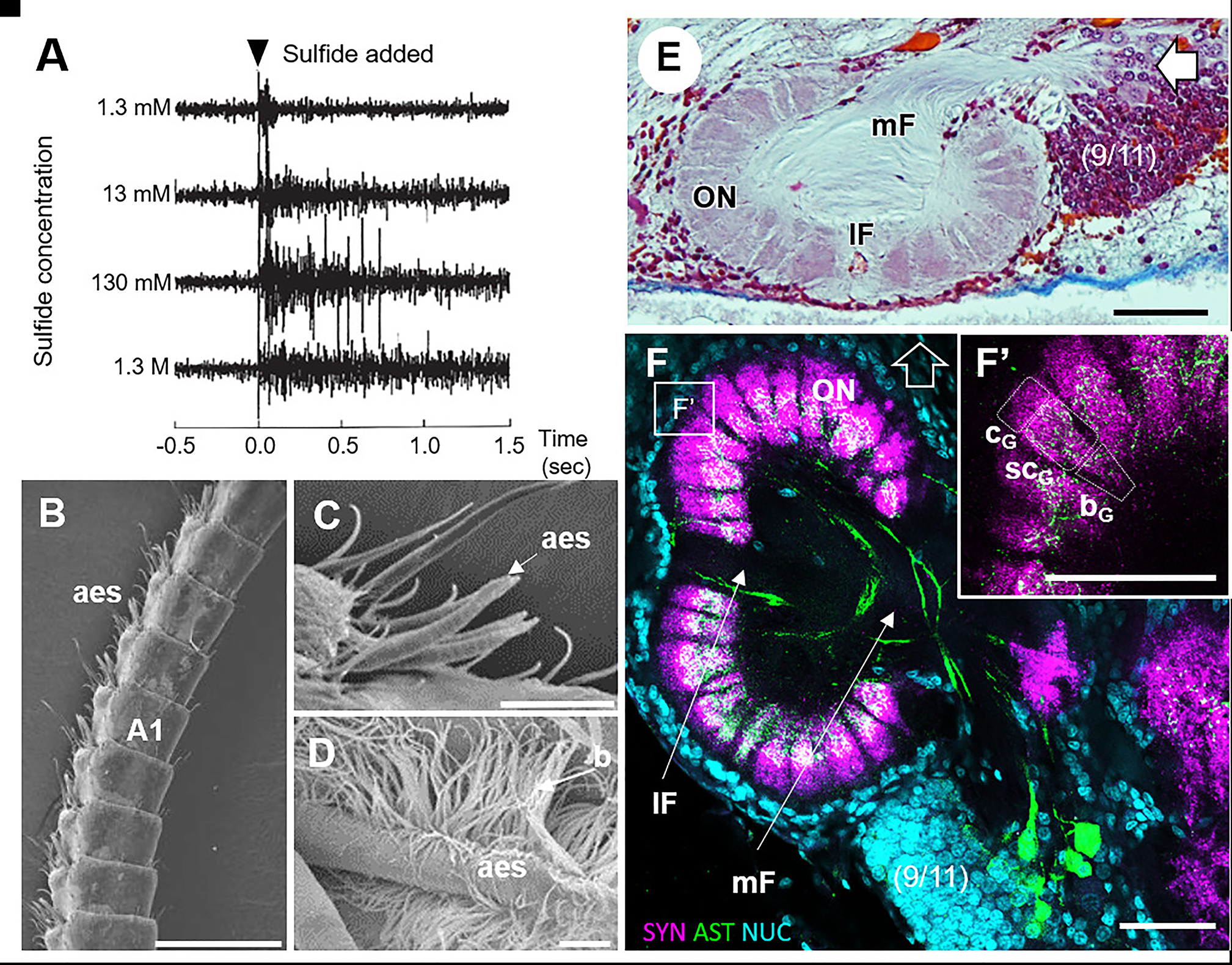 Figure 6:
Olfactory system of the deep vent shrimp Rimicaris exoculata. A: Recordings from a bundle of nerve fibers in the lateral antenna 1 showing massed action potential generation in response to the application of different concentrations of sulphide (from Renninger et al., 1995). B–D: Electron microscopy images of the lateral flagellum of antenna 1 (B) bearing the aesthetasc olfactory sensilla (C), often associated with a bacterial coverage (D) (from Zbinden et al., 2017, 2018). E: Sagittal histological section of the olfactory neuropil. The white open arrow points towards anterior of the body axis. F: Horizontal immunohistological section of the olfactory neuropil, triple-labeled for synapsin immunoreactivity (SYN, magenta), allatostatin-like immunoreactivity (AST, green) and a nuclear marker (NUC, cyan). F’ shows an enlargement view of the olfactory glomeruli (E and F from Machon et al., 2019). (9–11), cell cluster 9–11, A1, antenna 1; aes, aesthetasc; b, bacteria; bG, base region of the glomerulus; cG, cap region of the glomerulus; lF, lateral foramen; mF, medial foramen; ON, olfactory neuropil; scG, subcap region of the glomerulus. Scale bars B = 500 µm, C, E, F, F’ = 100 µm, D = 20 µm.