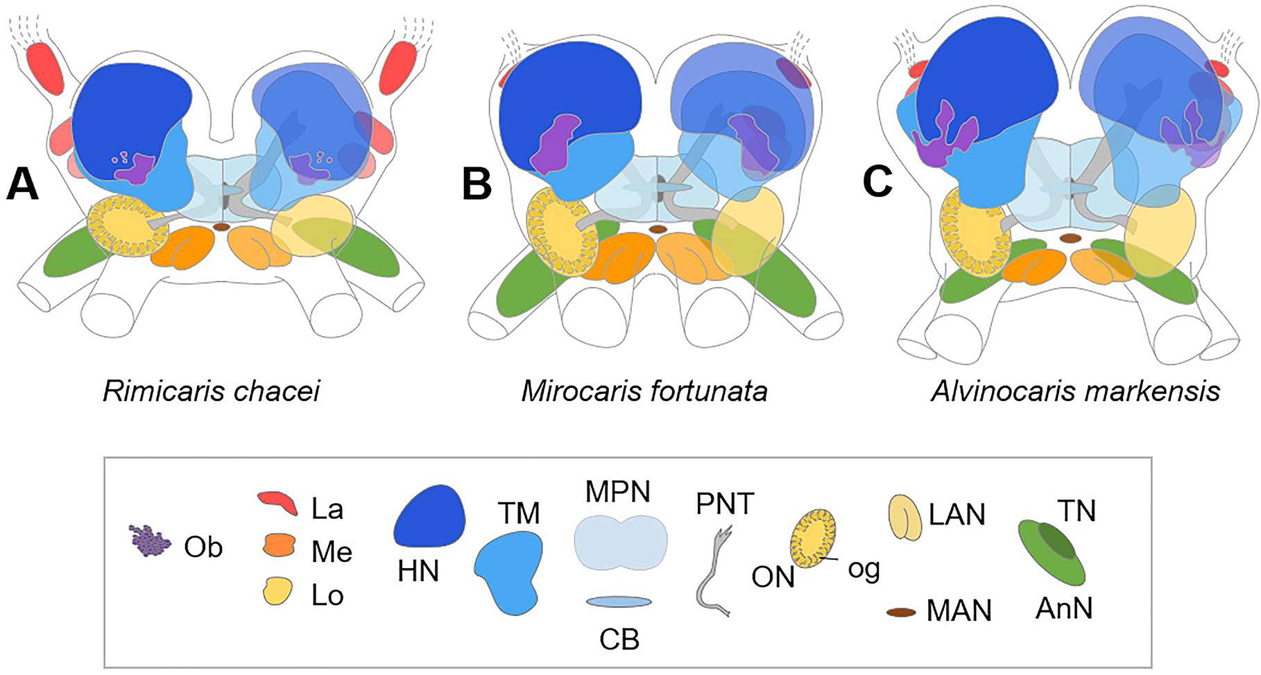 Figure 7:
Brain architecture of other Alvinocarididae vent shrimp species. A: Rimicaris chacei. B: Mirocaris fortunata. C: Alvinocaris markensis. Abbreviations: Ob, organ of Bellonci. Visual neuropils: La, lamina; Me, medulla; Lo, lobula. Protocerebrum: HN hemiellipsoid body; TM, terminal medulla; MPN, medial protocerebral neuropil; CB, central body. Deutocerebrum: OL, olfactory lobe; og, olfactory glomerulus; LAN, lateral antennular (antenna 1) neuropil; MAN, median antennular (antenna 1) neuropil. Tritocerebrum: AnN, antennal (antenna 2) neuropil; TN, tegumentary neuropil. Note that brain schemes are aligned according to the neuroaxis (not to their arrangement within the cephalothorax) and are not equally scaled.