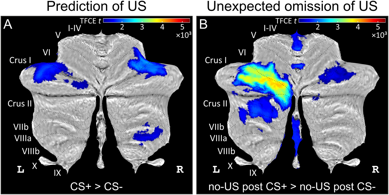 Figure 3:
Differential cerebellar activations during fear acquisition. (A) Cerebellar activations related to the prediction of the US (contrast CS+ > CS−) are shown as cerebellar flatmap (Diedrichsen and Zotow, 2015). (B) Cerebellar activations related to the unexpected of the omission of the US (contrast no-US after CS+ > no-US after CS−). Cerebellar activation is abolished during extinction. All contrasts calculated using TFCE and familywise error correction (p < 0.05). CS, conditioned stimulus; L, left; R, right; TFCE, threshold-free cluster enhancement; US, unconditioned stimulus. Adapted from Figure 3 in the study by Ernst et al. (2019).