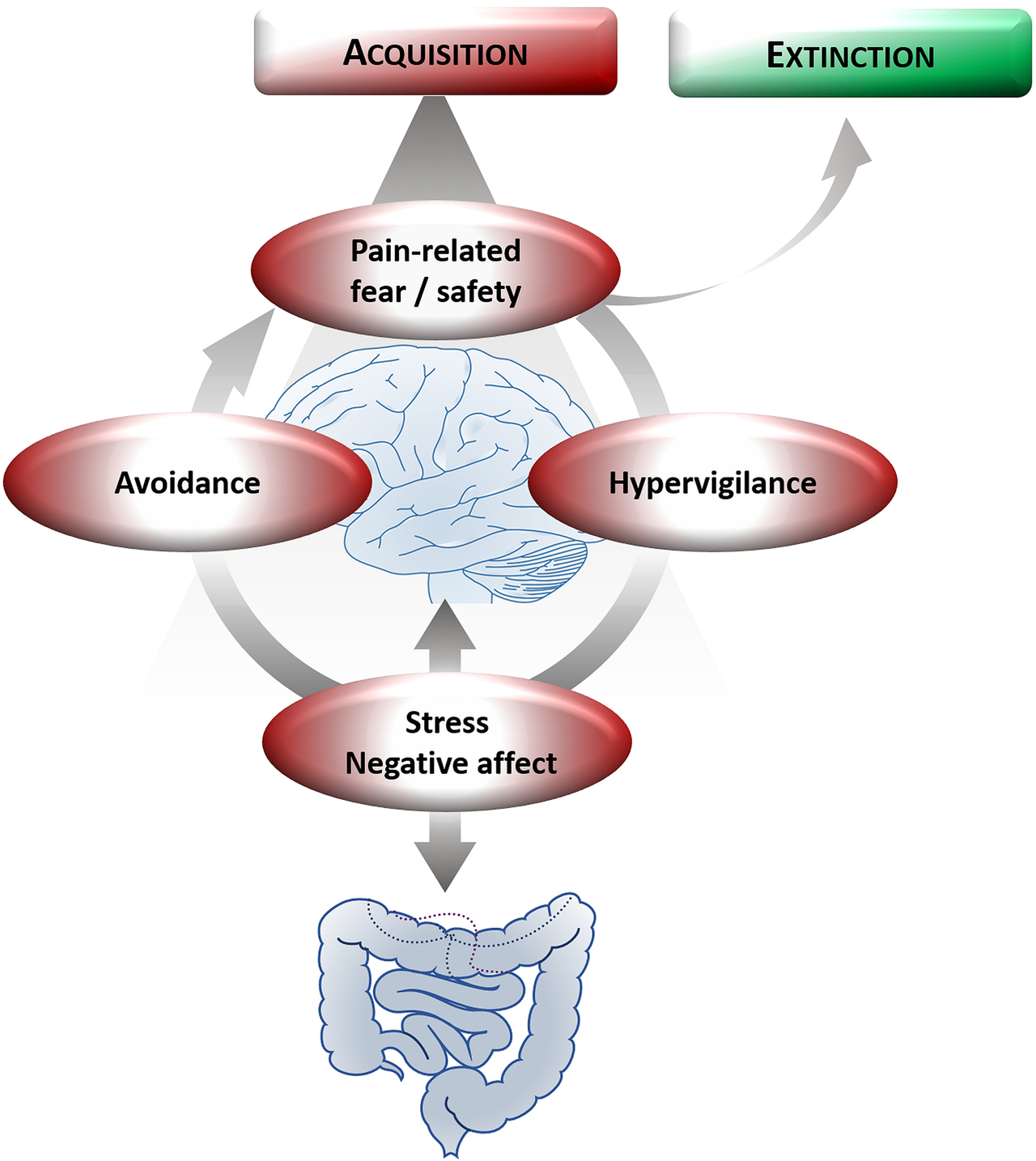 Figure 1: 
Schematic illustration of visceral pain–related acquisition and extinction embedded within the fear-avoidance model of pain chronification. Associative learning is considered to shape visceral pain–related fear but also safety as key components of a vicious circle in the transition from acute to chronic pain. Accordingly, pain-related emotional responses contribute to visceral hypervigilance, which can increase stress and negative affect. As these factors demonstrably also directly impact gastrointestinal functions along the gut–brain axis, they appear to be of particular relevance in the context of visceral pain. Pain-related fear and safety-seeking are further major triggers of avoidance as a crucial factor in maintaining maladaptive pain-related responses. Importantly, these processes are likely not unidirectional but rather exhibit mutual and dynamic impacts. Within this framework, extinction targeting maladaptive learned responses to predictors of visceral threat appears a promising therapeutic approach to reduce visceral pain–related fear and the complex detrimental emotional, cognitive, and behavioral aspects tightly linked to it.

