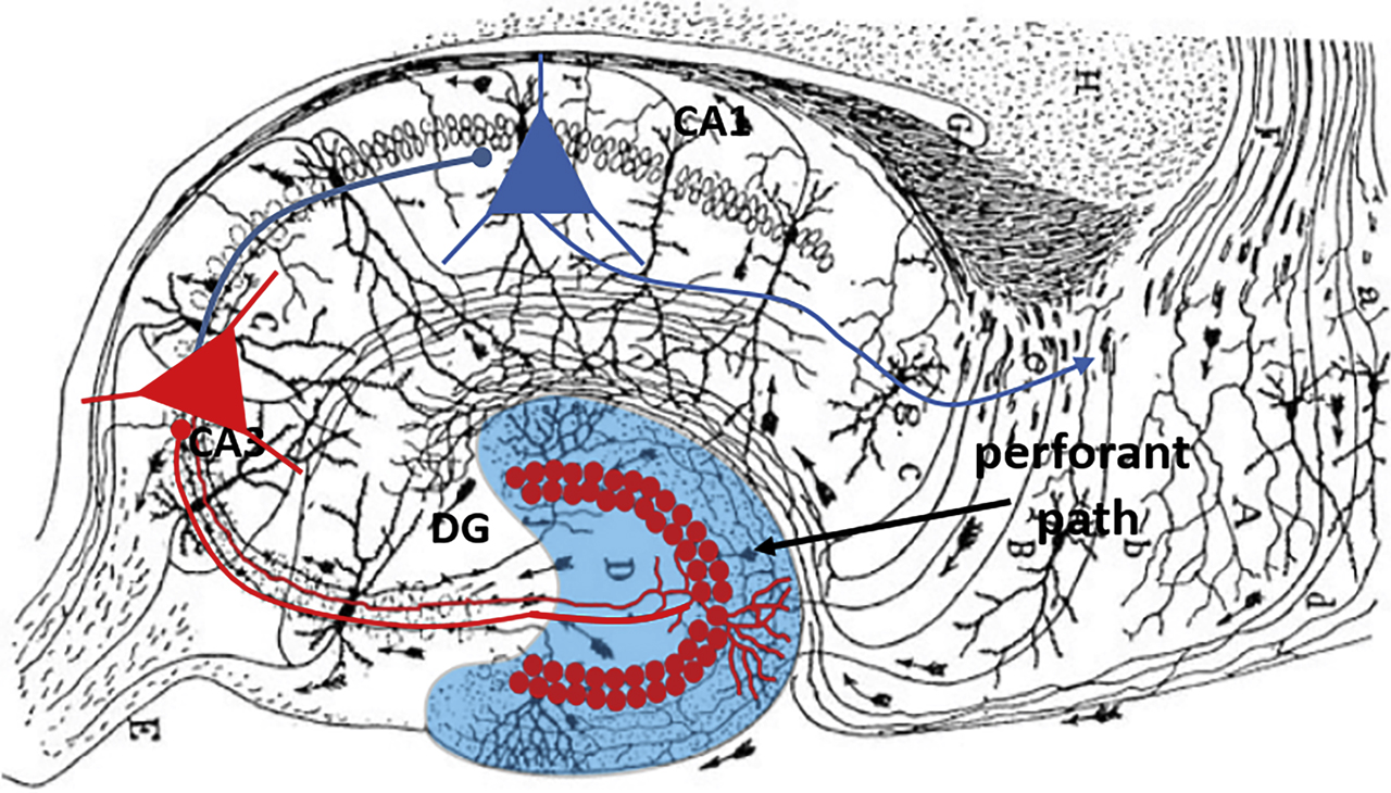 Figure 1: 
Hippocampal trisynaptic pathway.

Blue, dentate gyrus (DG); red circles, granule cell (GC) somata forming mossy fiber axons projecting to CA3. Pyramidal cells in CA3 (red triangles) project to CA1 (blue triangles) with axons forming the Schaffer collateral pathway.
