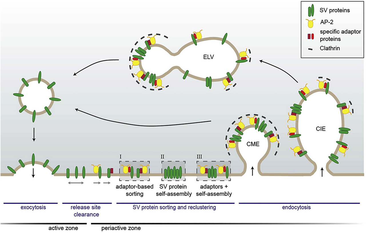 Figure 1: 
Model of SV protein sorting by endocytic adapters at the presynapse. After full collapse fusion, freely diffusing SV proteins are confined and recaptured by endocytic sorting adapters at the periactive zone. At the plasma membrane, SV proteins might either be clustered by AP-2 and additional cargo-specific adapter proteins (I); they might interact with each other and thereby self-assemble into clusters (II) or form mixed clusters of self-assembled SV proteins together with sorting adapters (III). These clusters can directly be endocytosed from the plasma membrane by CME to reform SVs. However, cargo-specific sorting proteins together with AP-2 and clathrin can also operate on endosome-like vacuoles (ELVs) after clathrin-independent endocytosis (CIE) to recycle SVs with correct protein composition. Reproduced from the study by Kaempf and Maritzen (2017). SV, synaptic vesicle; AP-2, assembly protein complex-2; CME, clathrin-mediated endocytosis.
