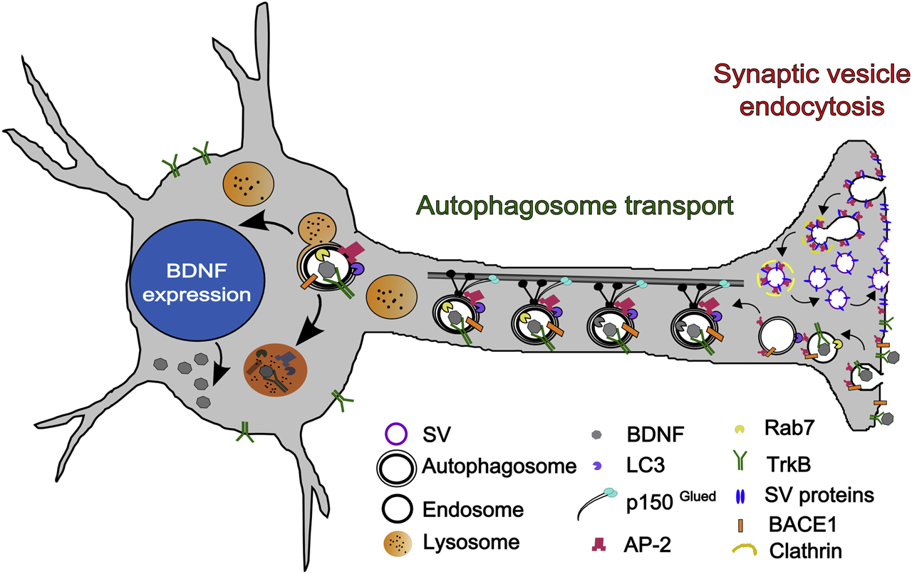 Figure 2: 
Hypothetical model explaining the dual role of AP-2 in SV recycling and autophagosome transport. At the presynapse, AP-2 is required to regenerate SVs from plasma membrane-derived endosomal vacuoles formed by clathrin-independent endocytosis of SV membranes postfusion. AP-2 may also aid sorting of select SV proteins at the plasma membrane. In addition, AP-2 serves a nonendocytic function in axonal trafficking of TrkB-containing signaling autophagosomes and in turnover of BACE1 via autophagy. SV, synaptic vesicle; AP-2, assembly protein complex-2.
