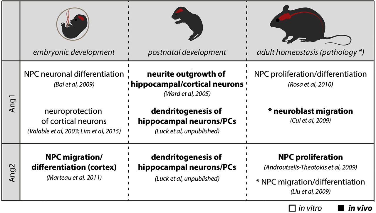 Figure 2: 
The role of angiopoietins in the CNS. The table summarizes the effect of Ang1 and Ang2 on neural cells of the CNS during development and adulthood. CNS is shown in red. NPCs: neural progenitor cells; PCs: Purkinje cells; CNS: central nervous system.
